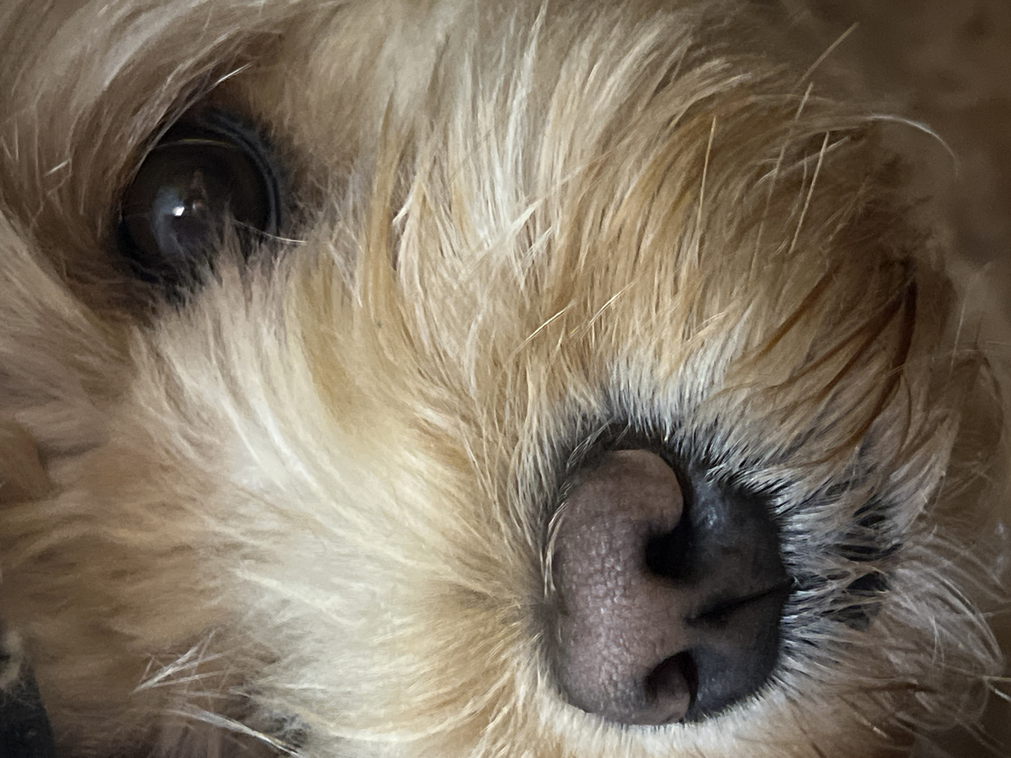 The image is a close-up, vertical shot of a dog's face, focusing on its nose and right eye. The dog has light brown and blonde fur, with some of the fur appearing a lighter, almost white color. The dog's nose is dark brown and textured, with visible nostrils. Its eye is dark brown with a subtle reflection. The background is blurred and appears to be a solid, dark color. The image is sharply focused on the dog's features, creating a shallow depth of field. The lighting is soft, highlighting the textures of the fur and the dog's nose. The photograph is taken from a slightly high angle, looking down at the dog.