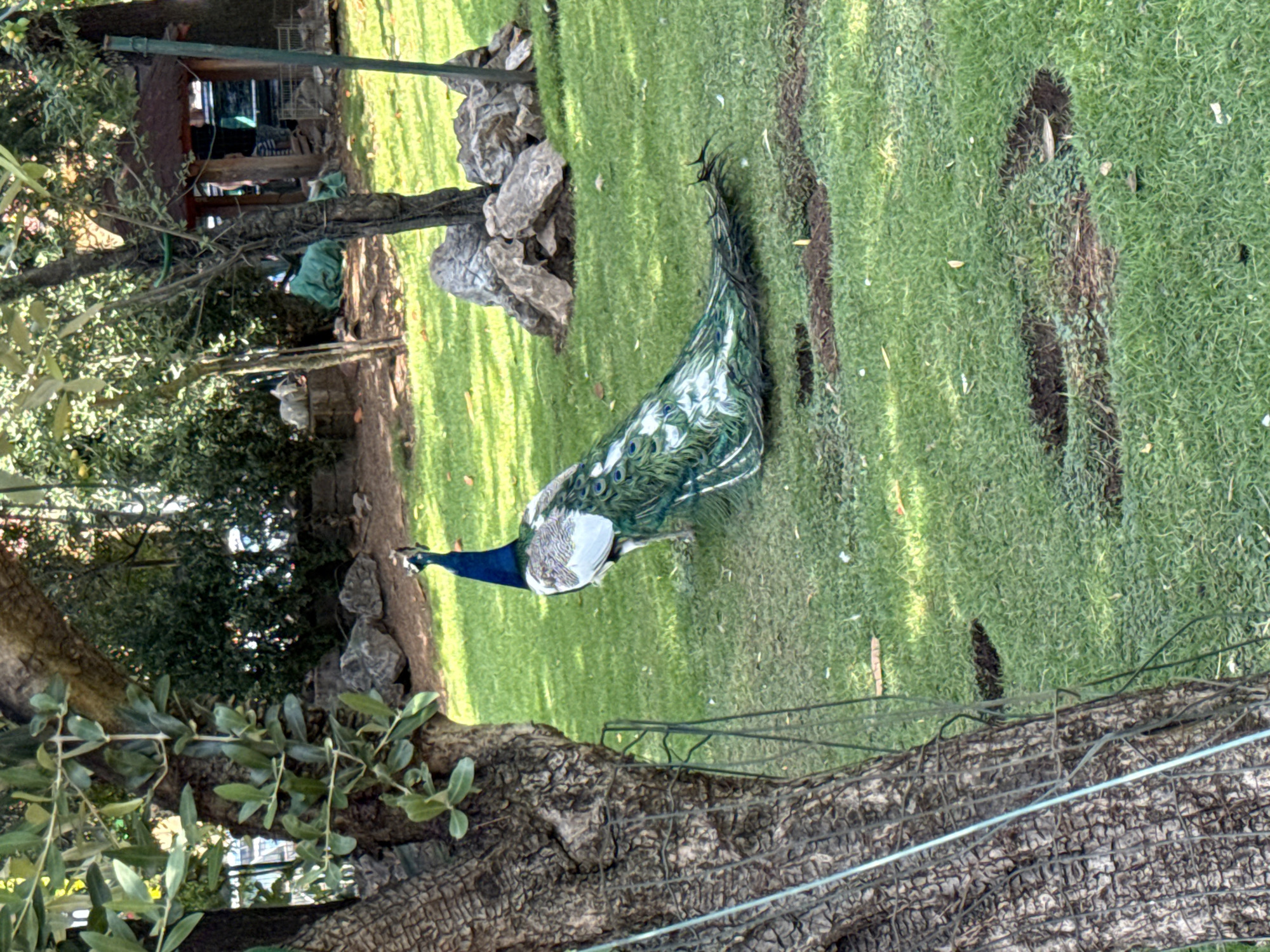 A peacock stands on a lush green lawn in what appears to be a park or garden setting. The peacock, with its iridescent blue neck and white and green tail feathers fanned out, is the main subject. The environment includes several trees, rocks scattered on the grass, and some greenery in the background. There are also indications of some landscaping or maintenance in the form of dark patches on the lawn. The scene is lit by natural daylight, suggesting an outdoor location. The image does not provide any specific details that would indicate the location is Budva, Montenegro.
