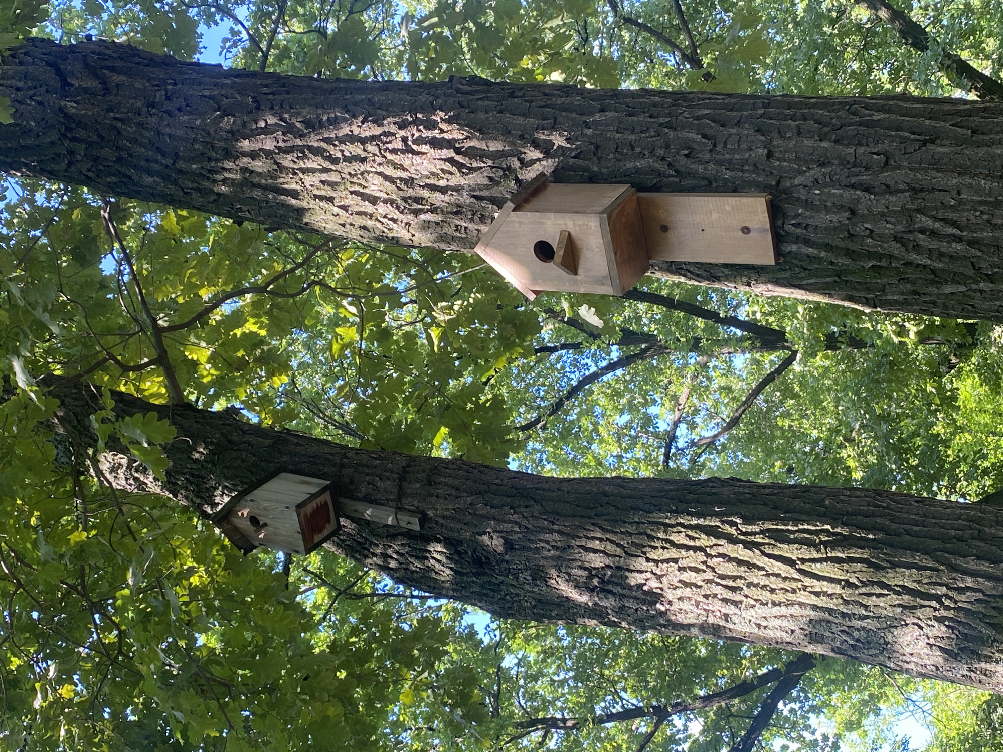 Two wooden birdhouses are mounted on the rough bark of two large trees, set against a backdrop of lush green foliage and a bright blue sky. The birdhouses are simple in design, with one featuring a circular opening and a small perch, and the other, slightly larger, appearing to have a more complex structure. Both are attached to the trees with visible fasteners. The trees are tall and substantial, their branches laden with leaves, creating a canopy that filters the sunlight, casting dappled shadows on the scene. The overall impression is one of nature and a gentle human touch, suggesting a park or a well-maintained natural area within the city of Novokuybyshevsk, Russia, where these birdhouses provide shelter for local wildlife.