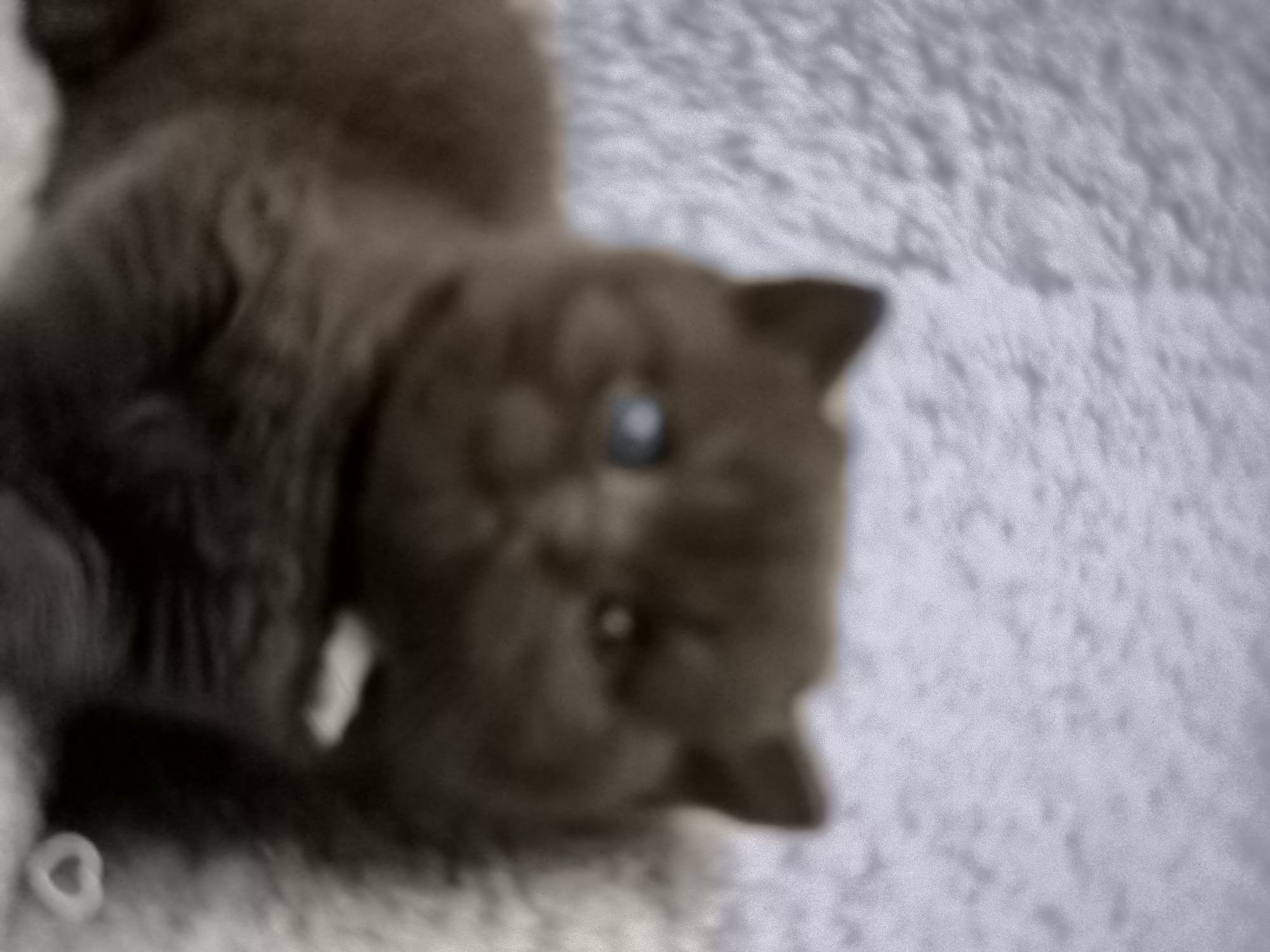 The image is a blurry, close-up, overhead shot of a brown cat lying on a textured, light-colored surface, possibly a blanket or carpet. The cat's face is mostly in focus, revealing one eye and its nose. The cat's fur appears to be soft and somewhat long. The background is a soft, blurred texture. There are no people visible in the image, nor any identifiable landmarks that would indicate a specific location in Banjarejo, Indonesia. The overall impression is that of a domestic pet resting.