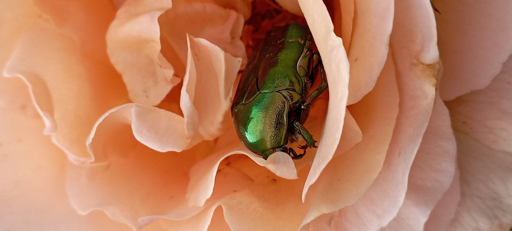 A close-up, vertical, full-frame shot captures a metallic green beetle nestled within the soft, peachy-pink petals of a rose. The beetle, with its iridescent shell, is positioned centrally, facing left, with its legs tucked underneath. The rose petals are unfurled, creating a delicate, organic frame for the insect. The lighting highlights the texture of both the beetle's exoskeleton and the velvety surface of the petals. The background is softly blurred, drawing the viewer's attention to the intricate details of the subject.