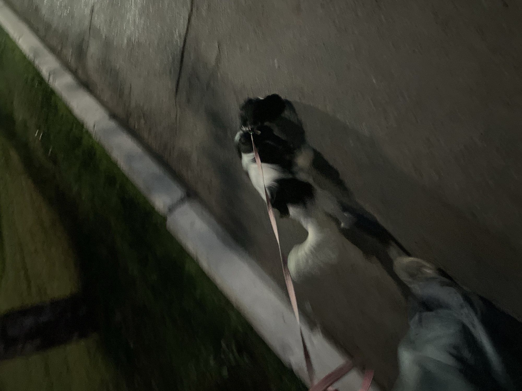 A black and white cat is being walked on a leash in the dark. The cat is on the right side of the image, and its body is mostly white with black markings on its head and back. A pink leash is attached to the cat's collar and extends downwards out of view. The cat is walking on a paved surface that appears wet, suggesting it may have recently rained or is humid. To the left of the paved surface is a strip of grass, and further to the left, a concrete curb or border separates the grass from another paved area. The overall lighting is dim, indicating it is likely nighttime or very early morning. The scene appears to be an outdoor setting, possibly a sidewalk or street. No people are visible in the frame. There is no visible text in the image.