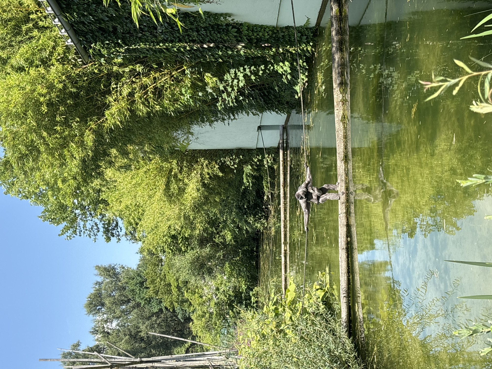A gibbon with a baby clinging to its chest is balancing on a log that spans a greenish pond. The gibbon is in motion, with its arms outstretched. The pond is surrounded by lush green vegetation, including bamboo and other trees. A light-colored building is visible in the background, partially covered in ivy. The sky is clear and blue. This scene is likely at the Hellabrunn Zoo in Munich, Germany, known for its naturalistic enclosures.