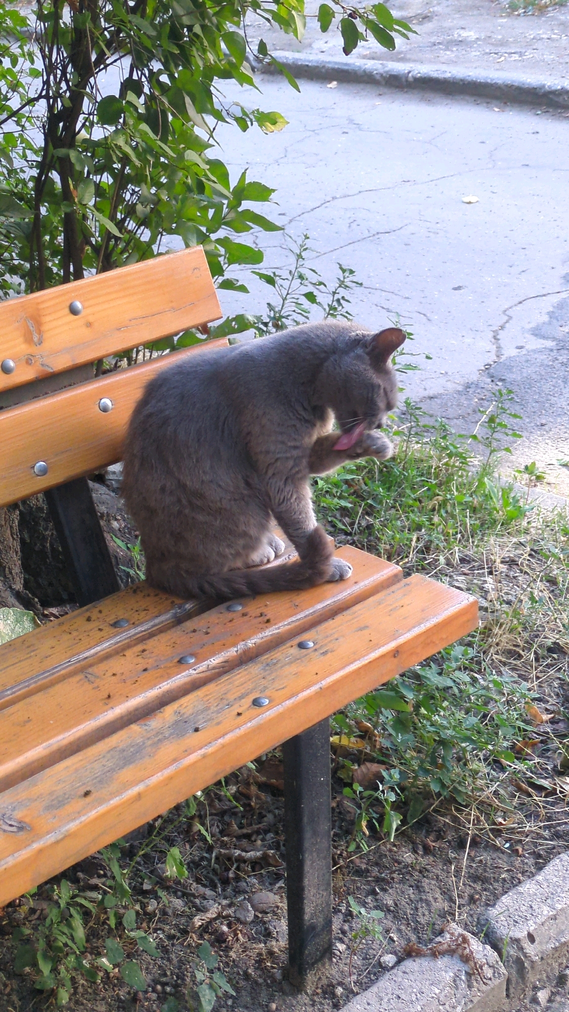 A grey cat is sitting on a wooden park bench and licking its paw. The bench is made of wooden slats with metal screws. The cat is facing to the right and its tail is curled around its body. Behind the bench, there are green bushes and trees, and a grey pavement or road. The ground around the bench is covered with dry leaves and dirt. The scene is likely outdoors, possibly in a park or a public area in Chișinău, Moldova, given the context.