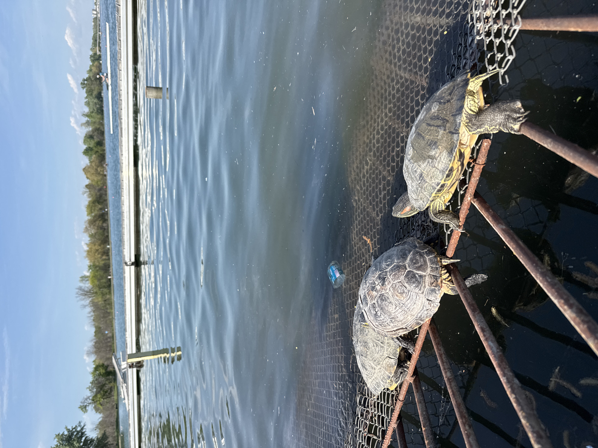 The image captures an outdoor scene featuring a body of water, likely a lake or a wide river, under a clear blue sky. On the right side of the frame, three turtles are seen resting or basking on a dark, rusty metal mesh structure, which extends into the water. The two most prominent turtles appear to be Red-eared sliders, identifiable by their distinct markings and shell patterns; one is positioned above the other two, which are partially obscured. Rusty metal bars are visible as part of this structure.
The water, which occupies most of the left and center of the image, is calm with gentle ripples, reflecting the bright sky. In the mid-ground, a small, light-colored plastic bottle floats on the water's surface near the turtles; its label contains faint, unreadable text. In the distance, along the opposite shoreline, various light-colored floating barriers or docks are visible, suggesting designated lanes for water activities. A small sculling boat with a person rowing can be discerned further down the water body, indicating a possible regatta course. The shoreline is lined with trees, some showing early spring foliage, while others are still bare. The sunny weather suggests it is daytime, possibly mid-morning or early afternoon. The setting conveys a peaceful natural environment adapted for recreational use, with Plovdiv, Bulgaria as the contextual location.