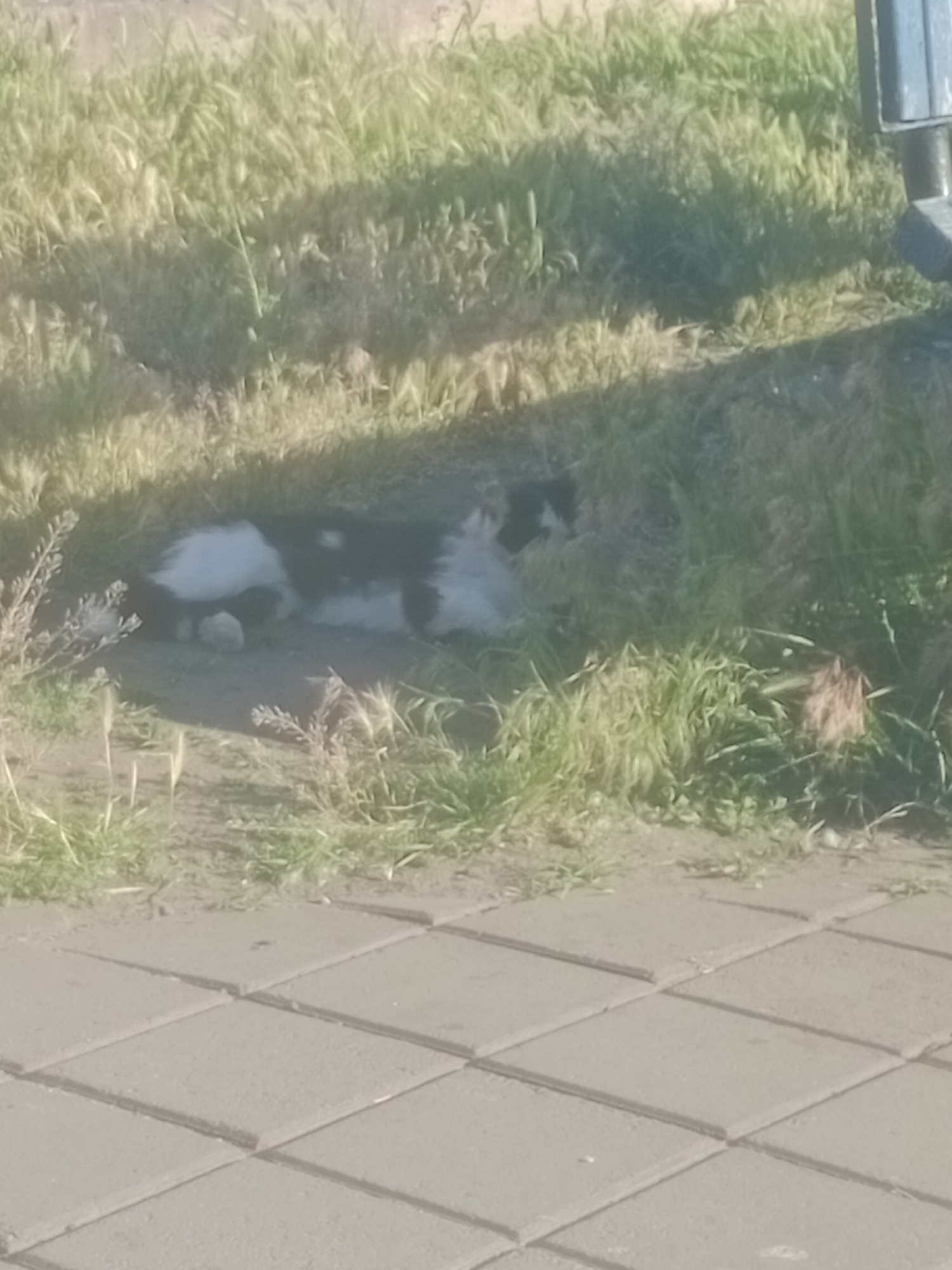 A black and white cat is sleeping on the ground amongst tall grass and weeds. The cat is curled up with its head tucked in. The ground appears to be dirt with some scattered pebbles and a paved walkway made of square concrete tiles in the foreground. Behind the cat, the grass is lush and green, suggesting a warm weather environment. In the upper right corner of the image, part of a grey structure, possibly a bench or a planter box, is visible. The lighting suggests it is daytime, with sunlight casting shadows. The overall scene depicts a peaceful moment of a domestic animal resting in an outdoor, semi-urban setting. There is no visible text in the image.