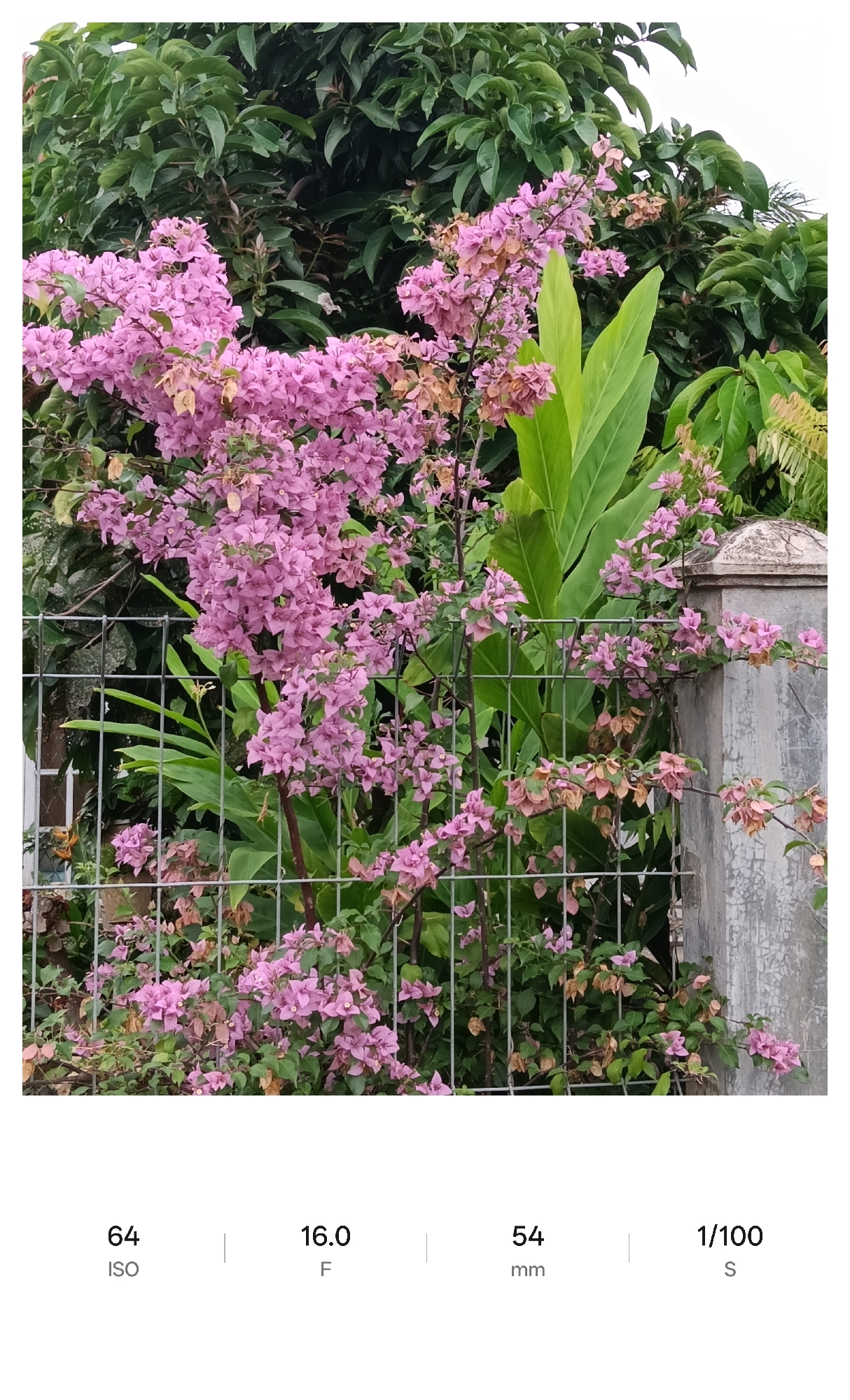 The image shows a garden scene in Lhokseumawe, Indonesia. Pink bougainvillea flowers are prominently featured, growing both in front of and behind a wire fence. Behind the flowers, there are large green tropical leaves. A concrete post with a rounded top is visible to the right of the frame. The background includes other green foliage and trees. Camera settings are displayed below the image: ISO 64, F 16.0, 54mm, and 1/100 s.