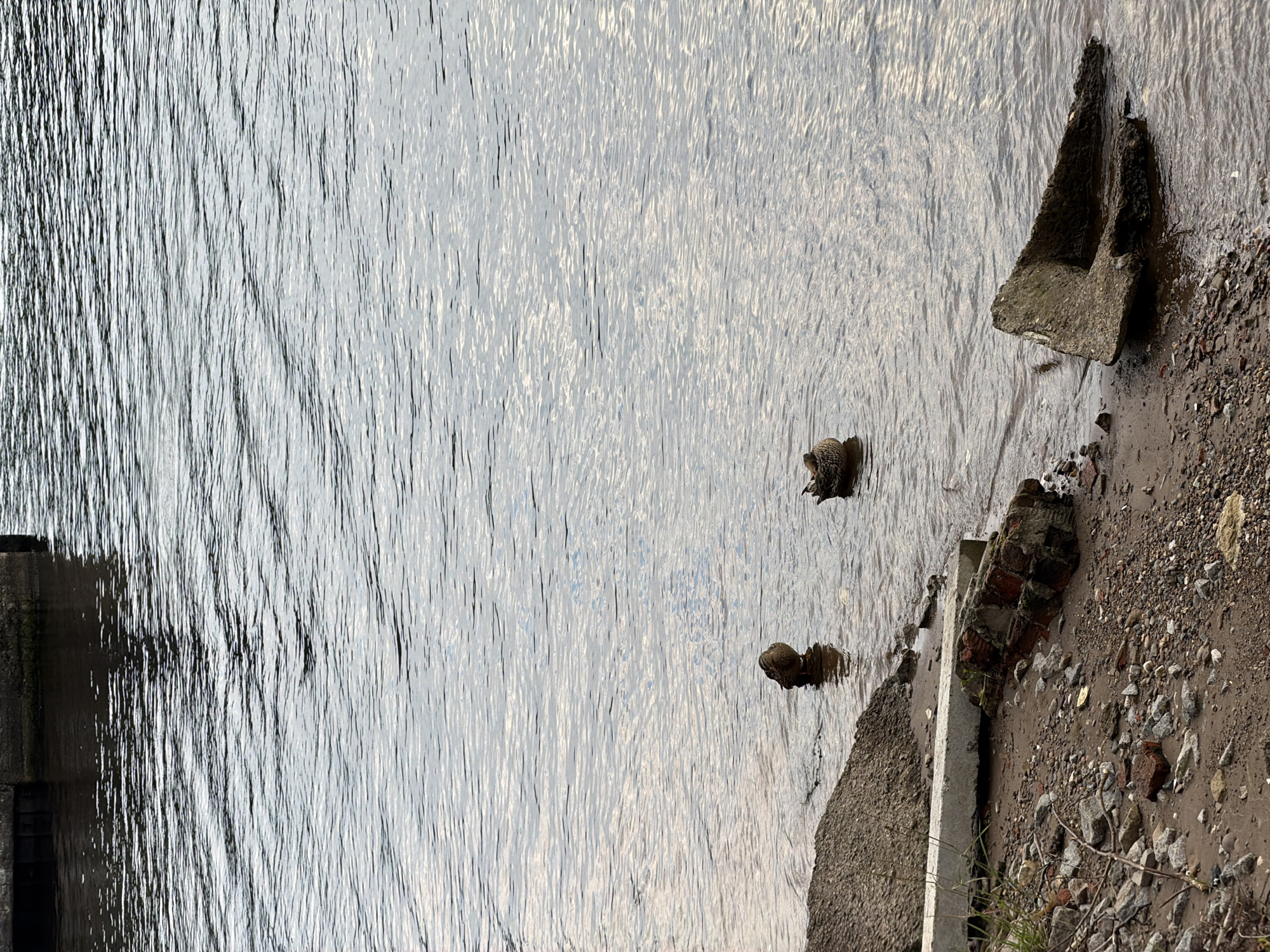 Two ducks are swimming in the water near the shore of a body of water, likely a river or lake. The shore is composed of sand, small stones, and debris, including broken concrete and bricks. A concrete structure extends into the water from the left side of the frame, and another broken concrete piece is visible on the right. The water is calm with ripples reflecting the overcast sky. The scene appears to be in an urban or semi-urban environment. Based on the provided context, this location is the city of Chaikovsky, Russia.