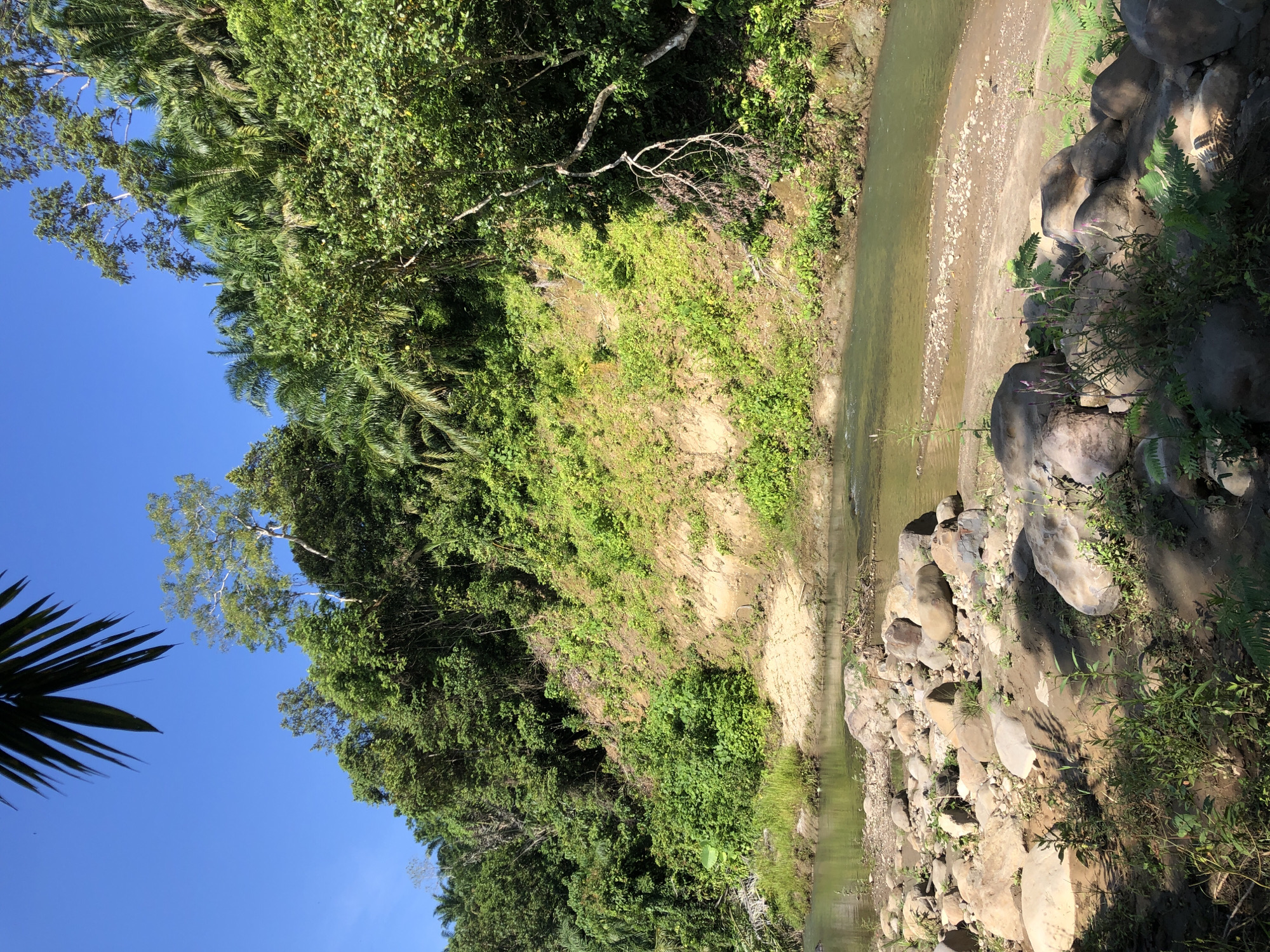 The image depicts a serene natural landscape, likely a riverbank, with lush greenery and clear blue skies. The foreground features a rocky shore with various sizes of stones and some sparse vegetation. A calm, shallow river flows gently, reflecting the surrounding foliage. The middle ground shows a sandy bank leading up to a steep, verdant hillside covered in dense trees and plants. In the background, the hillside continues to rise, forming a backdrop of rich vegetation under a bright, cloudless sky. The scene evokes a sense of tranquility and untouched natural beauty, potentially located in the vicinity of Langkuta, Indonesia, a region known for its tropical forests and waterways. There are no people or man-made structures visible in the image.