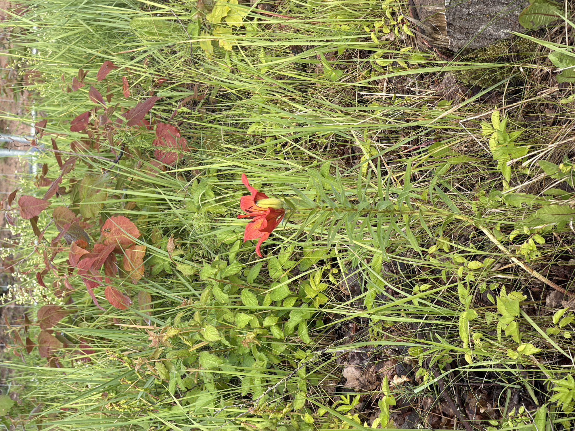 A single, bright orange lily with green stems and leaves stands prominently in a field of green grass and red-leafed plants. The background shows more greenery and some scattered brown leaves and twigs on the ground. The scene is likely outdoors, possibly in a park or natural area within the city of Dreiliņi, Latvia. There are no people or animals visible.