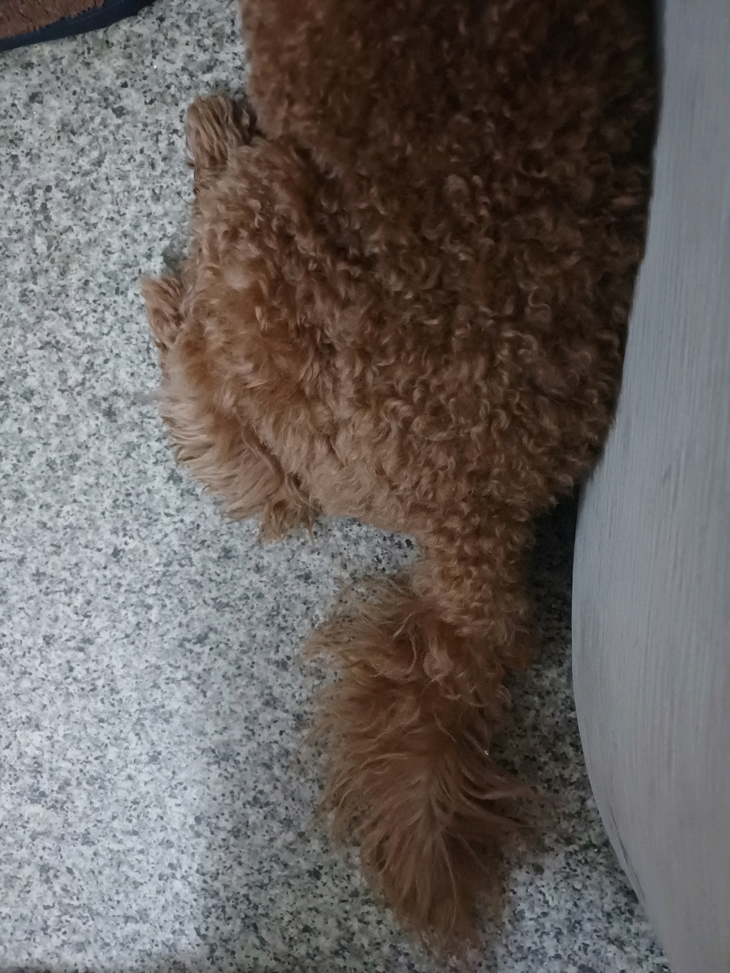 A brown poodle is lying on a speckled grey floor, its curly fur a rich brown. The dog's hindquarters and tail are visible, with the tail hanging down and appearing somewhat fluffy. To the right of the dog, a portion of a light-colored, textured surface, possibly a sofa or a wall, is present. The floor has a consistent speckled pattern of grey and black. The image is taken from a top-down perspective. The scene appears to be indoors.