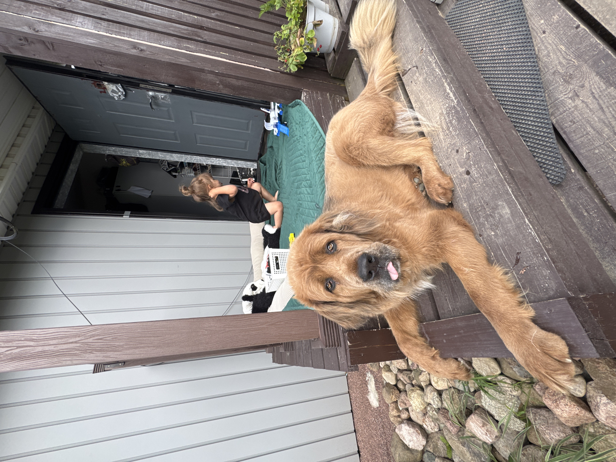 A medium shot captures a large, golden-brown dog lying on a wooden porch in Kempelevo, Russia. The dog is resting its forepaws on the edge of the porch, with its head turned towards the camera. Its tongue is slightly out, and its expression appears relaxed. Behind the dog, a young child with blonde hair tied in a bun is kneeling on a green mat just inside an open doorway. The child is wearing a black t-shirt and is looking down. A toy airplane sits on the mat near the child. The porch is constructed of weathered wooden planks, and a brown wooden support post is visible to the left. The background includes the exterior wall of a building, clad in light-colored vertical siding, and a wooden fence to the right. The ground in front of the porch is covered with various-sized rocks and some green grass. A white pot with a green plant is situated on the porch to the right, near the fence. The overall scene suggests an outdoor domestic setting.