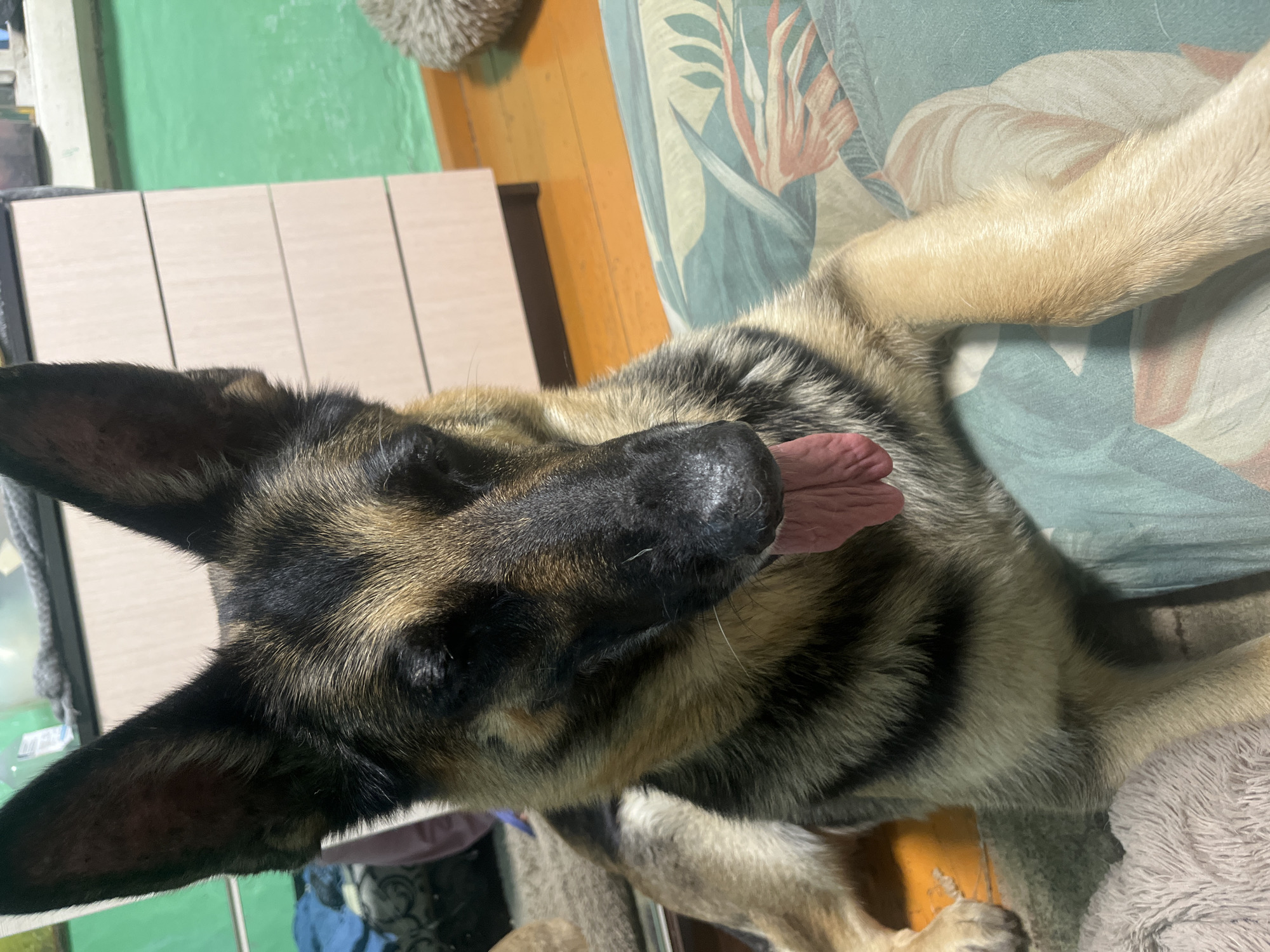 A German Shepherd dog is lying down on a bed with a floral patterned comforter. The dog's head is turned to the side, with its eyes closed and its tongue hanging out. The dog's fur is a mix of black, brown, and tan. The background of the image is blurry, but it appears to be an indoor setting with wooden flooring and a light-colored cabinet. There is no information available to suggest this image is located in Nizhny Tagil, Russia.