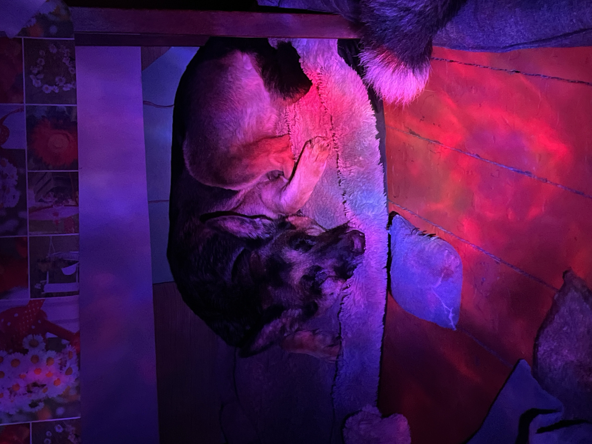 A dog is lying in its bed. The dog is a German Shepherd, and is curled up on a fluffy, cream-colored bed. The location is Nizhny Tagil, Russia. The room is illuminated by red and blue light. To the left of the dog bed is a cabinet with floral-patterned tiles. The dog appears to be sleeping.