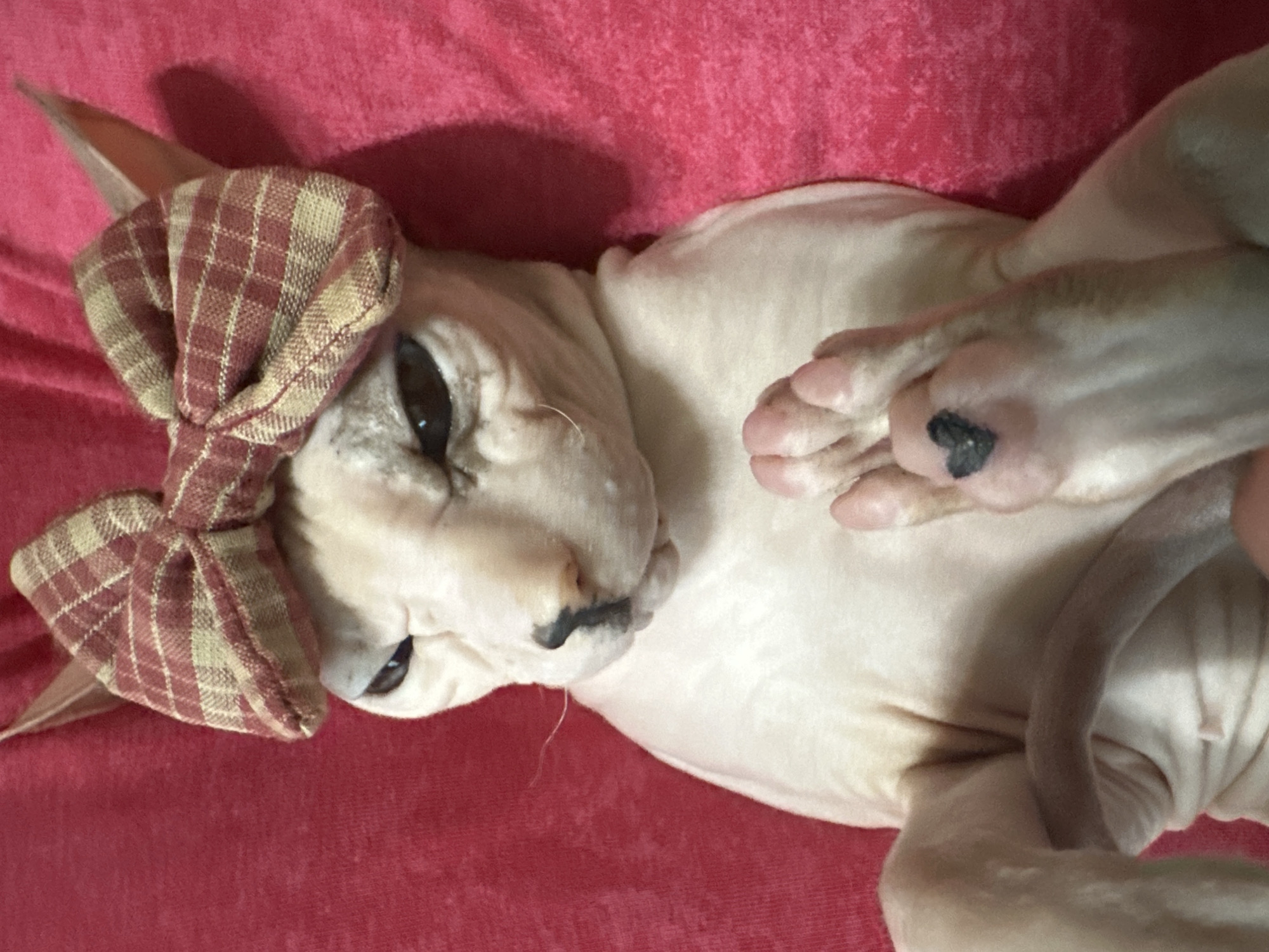 A close-up, overhead shot shows a hairless cat, a Sphynx, lying on a pink fuzzy surface, possibly a blanket or pillow. The cat is wearing a red and tan plaid bow on its head, positioned between its large, triangular ears. Its eyes are narrowed, giving it a grumpy expression. One of its front paws is raised, and on one of the toes, there is a small black heart-shaped marking, possibly a tattoo or a natural blemish. The cat's skin is wrinkled, particularly around its face and neck. Its body is curled, with its tail visible. The background is a solid pink color, creating a soft, tactile environment for the cat. There is no indication of the city of Togliatti, Russia in this image.