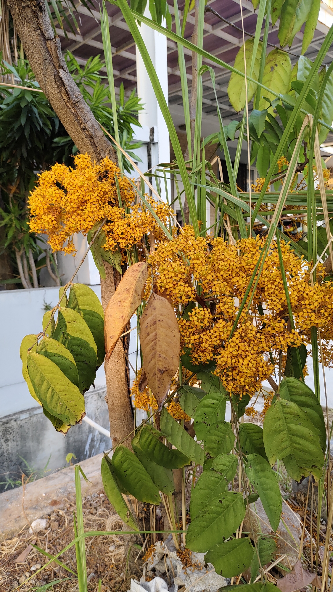 A medium shot captures a tree with clusters of small, vibrant yellow flowers and green leaves. Two dry, brown leaves hang from a branch in the center. The tree trunk is rough and textured. In the background, tall green grass and a white structure are visible. The scene appears to be outdoors, possibly in a garden or park setting, with dry ground and some scattered debris at the base of the tree.