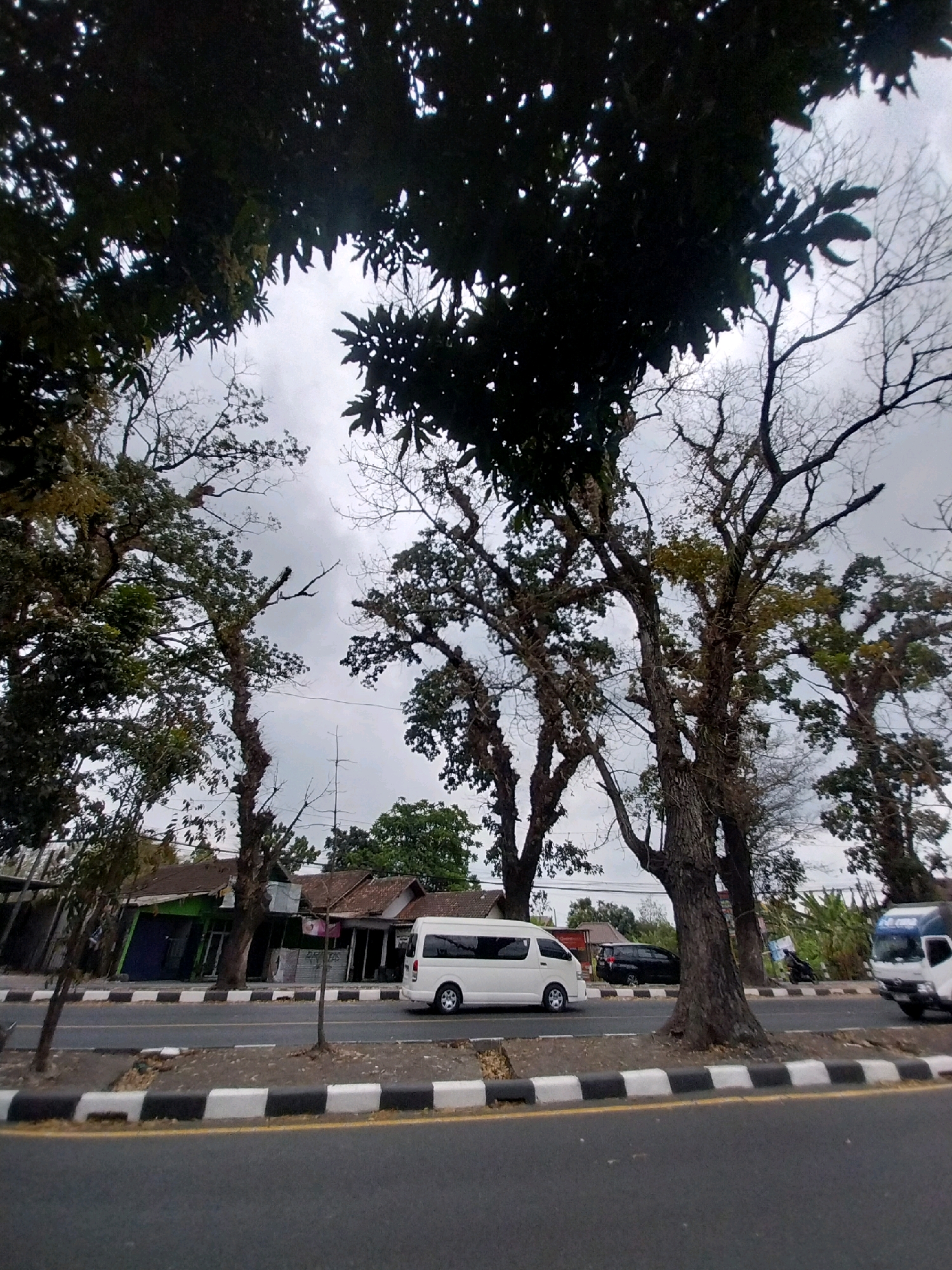 In Tamanmartani, Indonesia, a street scene unfolds under an overcast sky. The foreground shows a paved road with a black and white striped curb. Beyond the curb, a tree-lined area separates the road from a row of buildings. A white van drives on the road, heading right, with a dark-colored SUV behind it. Several large trees with sparse foliage dominate the middle ground and background, their branches reaching towards the sky. The buildings appear to be shops with pitched roofs. In the far right, a white truck with a blue and white logo is visible. The overall environment suggests a somewhat quiet street with intermittent traffic.