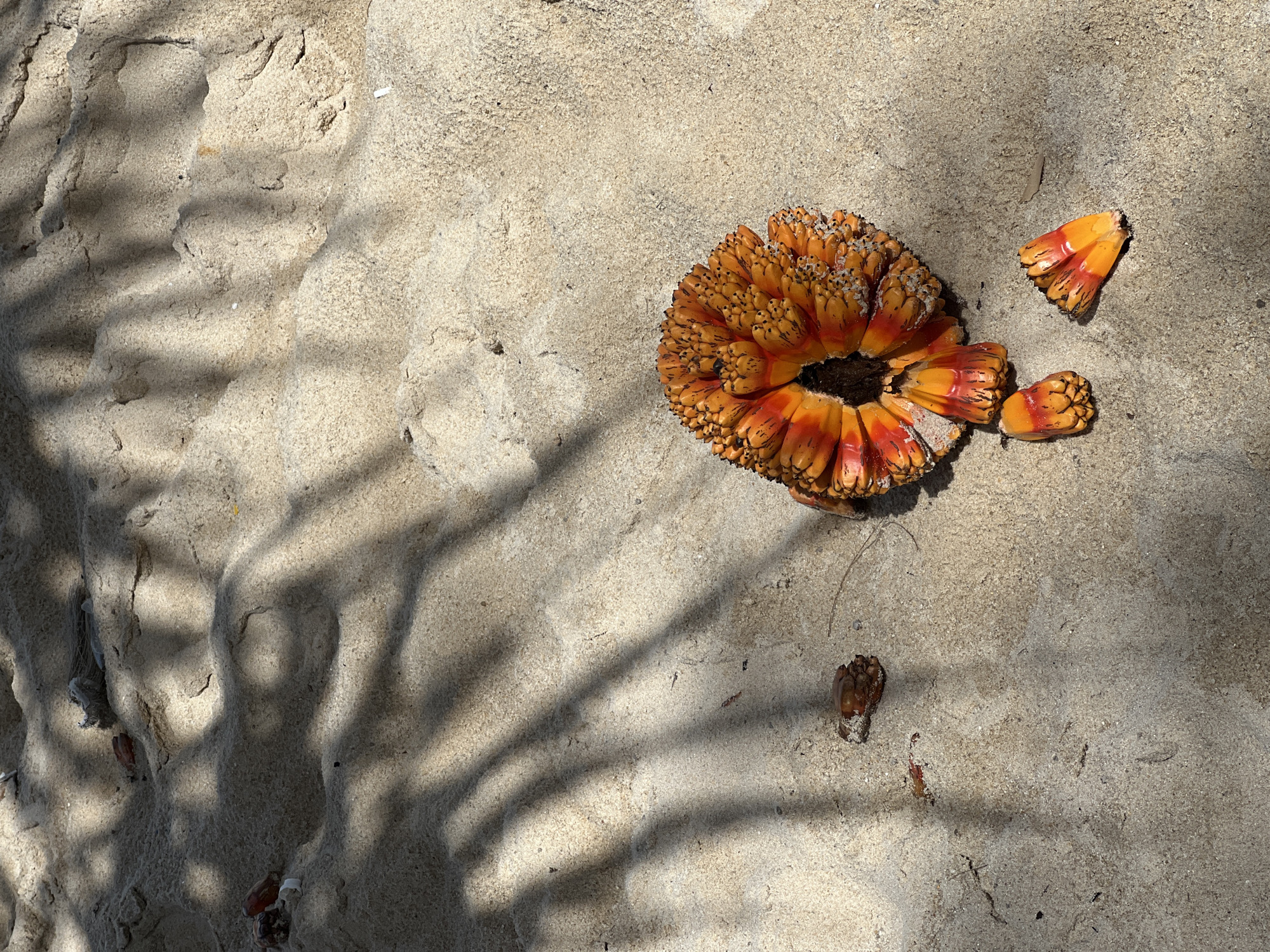 An overhead shot shows a beach scene with light sand and palm frond shadows. In the foreground, a pandanus fruit is partially visible on the right. The fruit is orange and red with a textured surface. Several segments of the fruit are detached and scattered around it on the sand. A few small brown objects, possibly debris or other pieces of fruit, are also scattered on the sand.