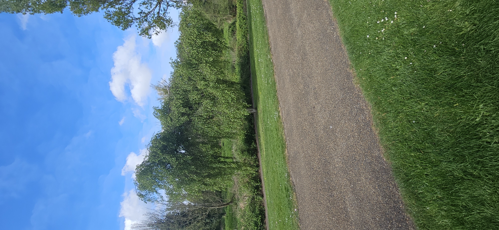 An outdoor scene in Norwich, United Kingdom, captures a paved walking path amidst green natural surroundings on a clear day. A dark grey, gravel-textured path, possibly made of asphalt or compacted aggregate, traverses the image from the foreground towards the distance, slightly curving as it recedes. Lush, vibrant green grass borders both sides of the path. The grass on the right side of the path features numerous small white wildflowers. To the left of the path, a dense line of trees with abundant green foliage fills the midground, suggesting a healthy, well-maintained natural area. Some of the trees exhibit a weeping form with drooping branches. Above the treeline, a bright blue sky is visible, adorned with scattered, fluffy white cumulus clouds, indicating fair weather and daytime conditions. There are no people or discernible activities taking place, and no visible text in the image. The scene evokes a sense of peace and natural beauty, characteristic of a park or nature trail.