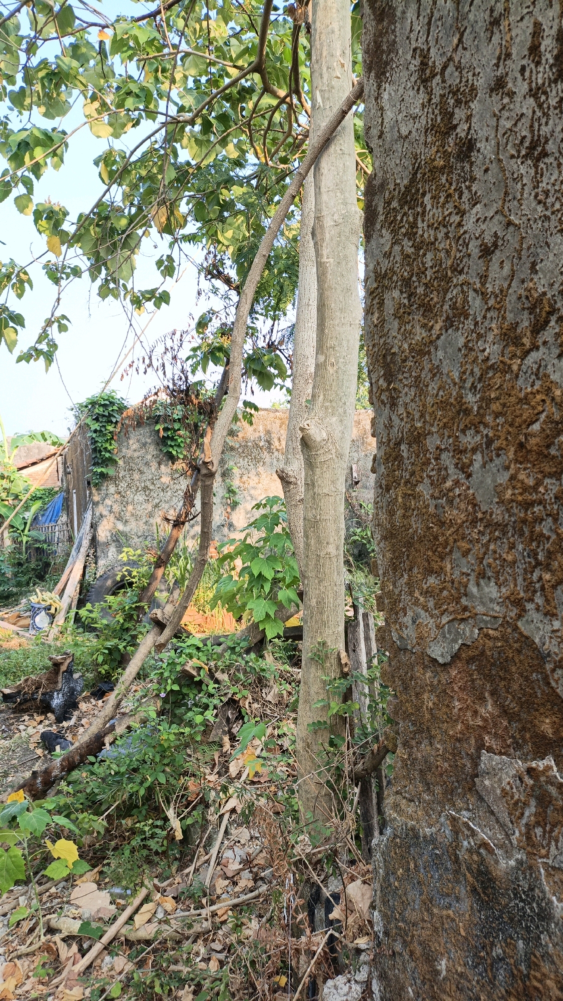 The image depicts an outdoor scene in Cikal, Indonesia. In the foreground, the textured bark of a large tree trunk dominates the right side of the frame. To its left, a thinner, lighter-colored tree trunk stands vertically, with branches extending upwards and towards the left. Lush green foliage from a tree with broad leaves fills the upper portion of the image.
Behind the trees, a weathered, concrete wall is visible, partially covered in green vines. The wall appears to be part of a dilapidated structure, with debris and overgrown vegetation surrounding it. Scattered on the ground are fallen leaves, branches, and what appears to be a discarded tire. The overall environment suggests an unkempt, naturalized area, possibly an abandoned lot or the overgrown backyard of a property. The lighting indicates it is daytime, with the sun casting some shadows.