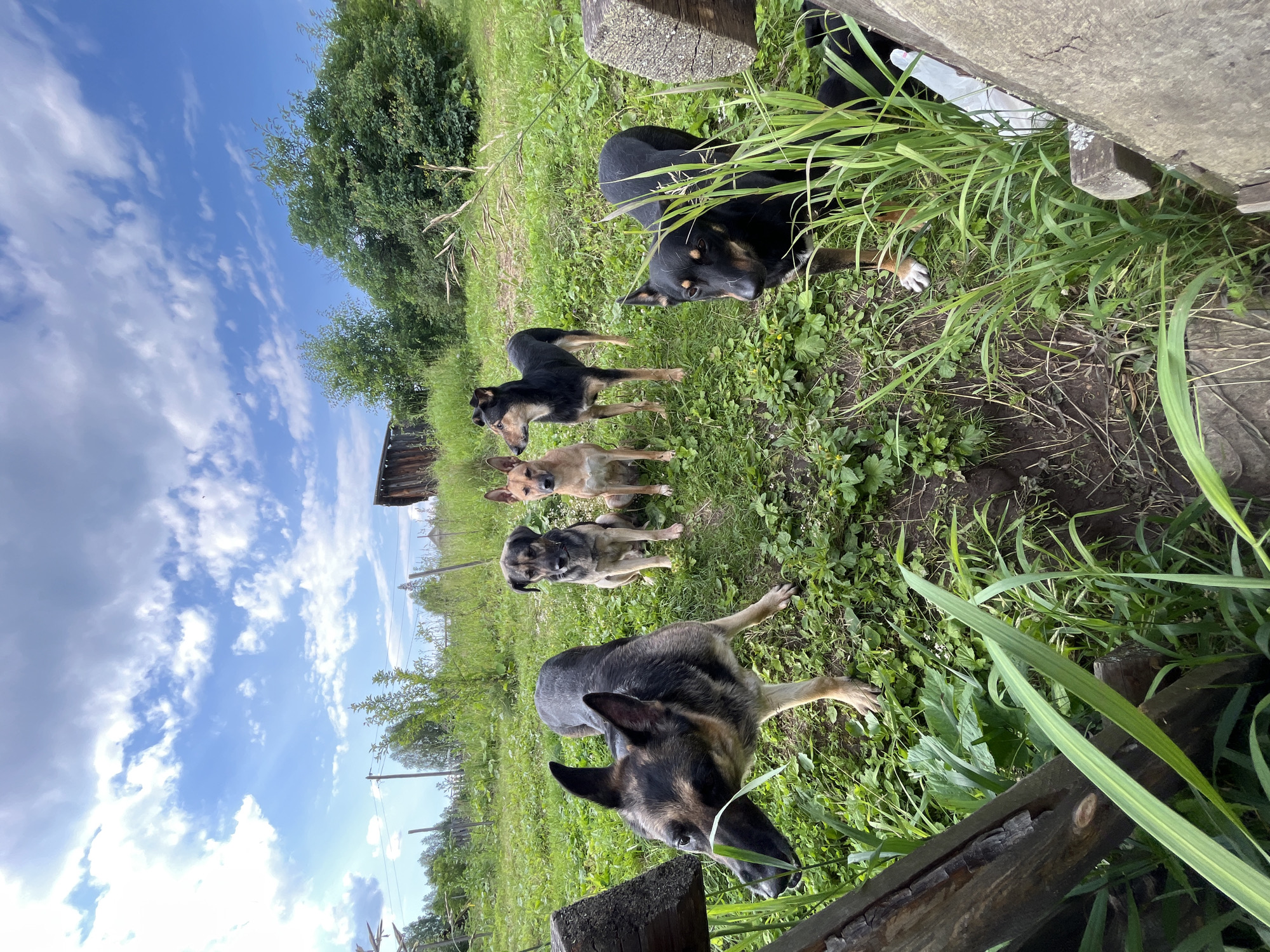 This media file depicts a sunny day with a blue sky filled with white, wispy clouds, indicative of fair weather. The scene is an outdoor setting, likely a rural or semi-rural area in Nizhny Tagil, Russia, given the presence of lush green grass, trees, and what appears to be a wooden structure or fence in the foreground and background. The ground is covered in a thick carpet of grass and various green plants, suggesting a natural, uncultivated environment.
The primary subjects are a group of five dogs. Two of the dogs are black and tan, with one standing and the other lying down. Another dog is light brown, sitting down. A fourth dog is a mixed breed, with a grey and tan coat, and it is standing. The fifth dog, a German Shepherd, is in the foreground, facing the camera, with its head tilted. Its posture suggests curiosity or attention towards the viewer. The dogs appear to be relaxed and in a natural state of being outdoors.
There is no discernible activity or event taking place other than the dogs existing in their environment. The lighting suggests it is daytime, likely late morning or early afternoon. The overall mood conveyed is one of peacefulness and natural coexistence. No visible text is present in the image. The wooden elements, the type of vegetation, and the general atmosphere are consistent with a Russian countryside setting.