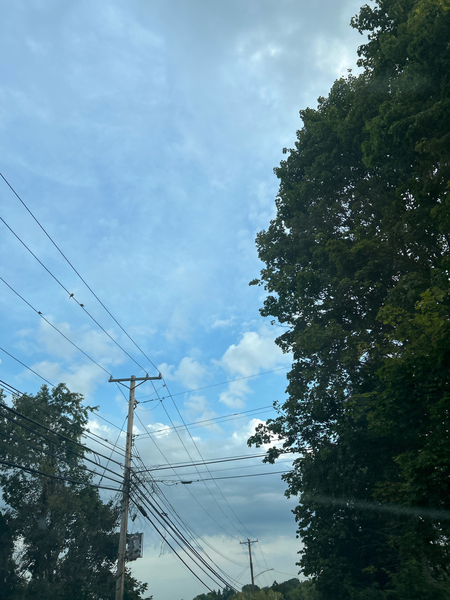 A low-angle, outdoor, eye-level medium shot captures a view looking up at a partly cloudy sky with a large, dark green tree dominating the right side of the frame. Several power lines crisscross the sky, supported by utility poles. On the left side, a telephone pole with numerous wires is visible, partially obscured by a smaller tree. Three small birds are perched on the power lines in the upper left quadrant of the image. The scene is likely within Robinson Township, United States of America, given the presence of residential power lines and mature trees.