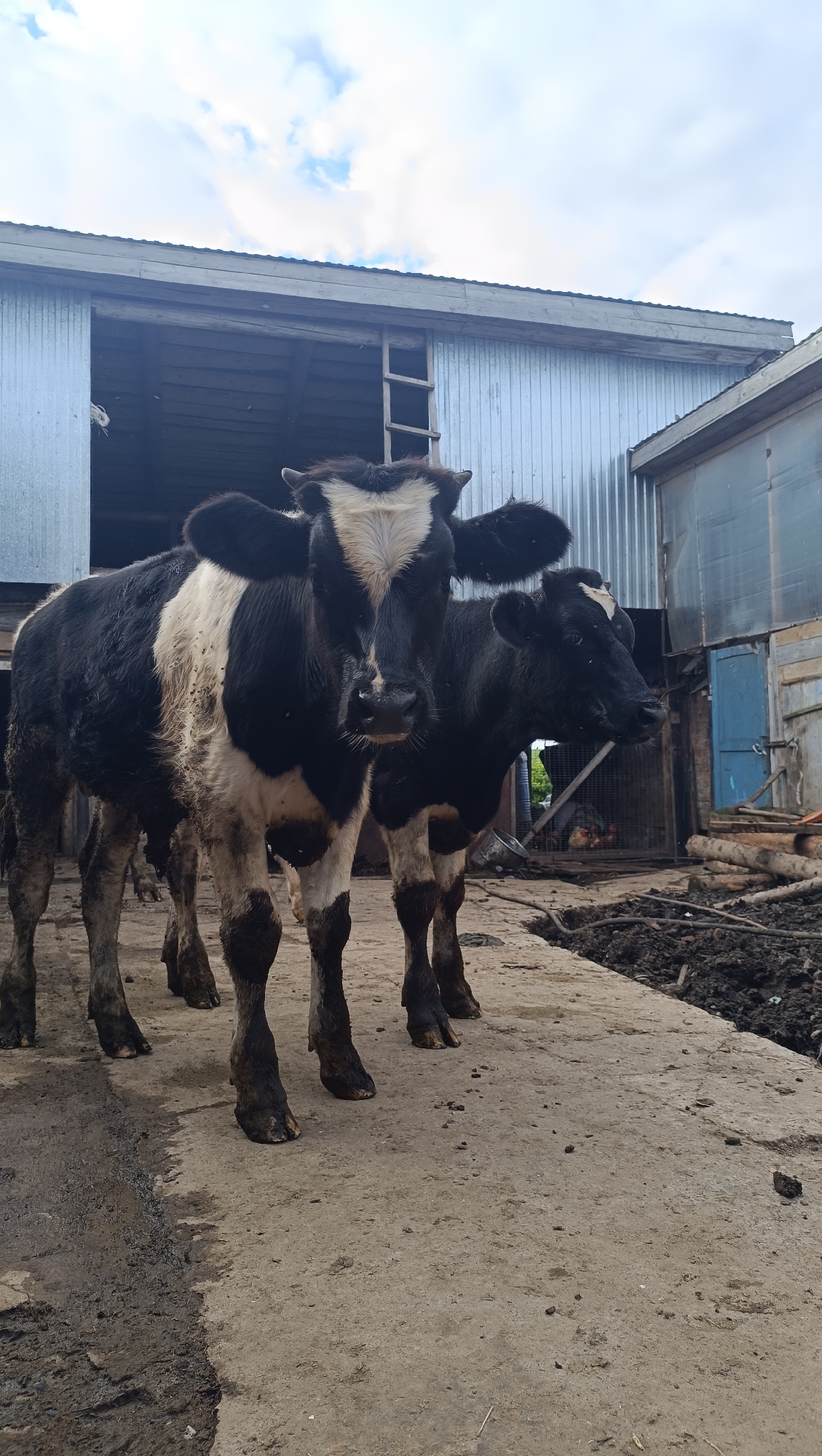 Two young black and white cows are standing on a concrete surface in front of a rustic building with a corrugated metal roof. The cow in the foreground is facing the camera, and the other cow is to its right, looking away. The ground is dirty and appears to be a farmyard or pasture. The building behind the cows looks like a barn or stable, with an open doorway revealing wooden beams and a ladder. The sky above is partly cloudy. There are no people visible in the image. The location is stated to be Karsha, Russia.