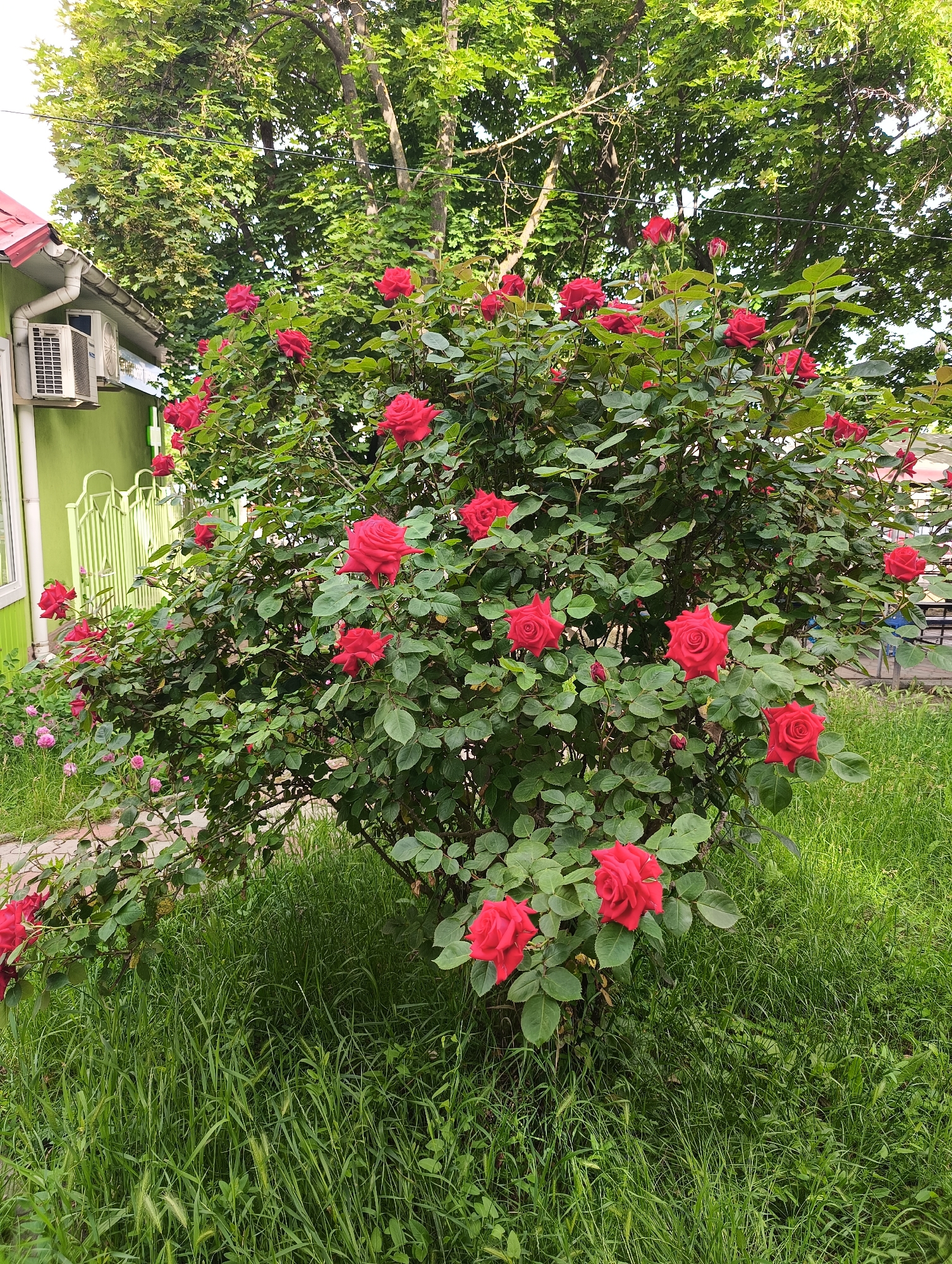 The image presents a vibrant outdoor scene dominated by a large, profusely blooming rose bush. Numerous bright red roses are scattered across the dense green foliage of the bush, which occupies the central and right portions of the frame. In the left background, a light green building with a red roof and white gutters is partially visible. Two white outdoor air conditioning units are mounted on the building's wall. A decorative light green metal fence stands between the building and the rose bush. Behind the fence and extending to the left, a paved path is discernible, alongside a smaller rose bush bearing pale pink flowers. Tall, leafy green trees form the upper background, suggesting a natural area beyond the immediate garden. The foreground features unkempt green grass, adding to the natural, informal feel of the setting. The lighting indicates daytime, likely under an overcast sky or diffused sunlight, as shadows are soft. There is no visible text or explicit activity taking place. The scene depicts a flourishing garden or yard in Odesa, Ukraine.