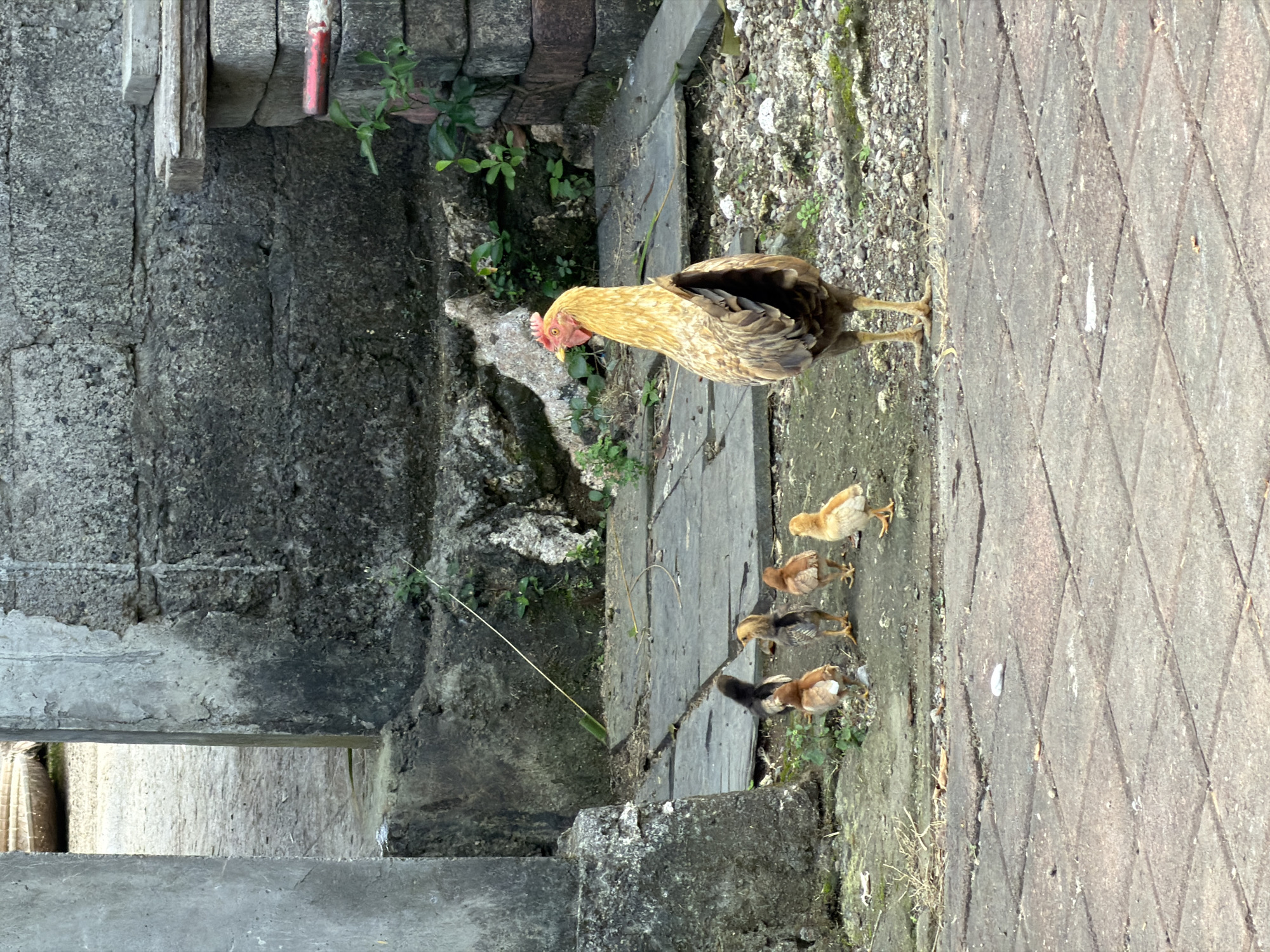 The image captures a hen and five chicks on a pathway in Kuta Selatan, Indonesia. The setting appears to be an outdoor area with a stone wall on the left and a paved walkway on the right. The pathway is made of textured concrete tiles with a diamond pattern. Green vegetation grows in patches along the wall and the edge of the walkway, suggesting a somewhat natural or overgrown environment.
The hen, a brown and golden-feathered bird, stands prominently in the center-right of the frame, looking downwards. Around her, five fluffy chicks are scattered on the ground. Some of the chicks are a light yellow, while others have brown and darker markings. They appear to be foraging or moving around their mother.
The lighting suggests it is daytime, possibly late morning or afternoon, given the shadows and the brightness of the scene. The weather appears to be fair. The overall impression is one of a natural, everyday scene of a mother hen with her brood in a rural or semi-rural Indonesian setting. There is no visible text in the image.
