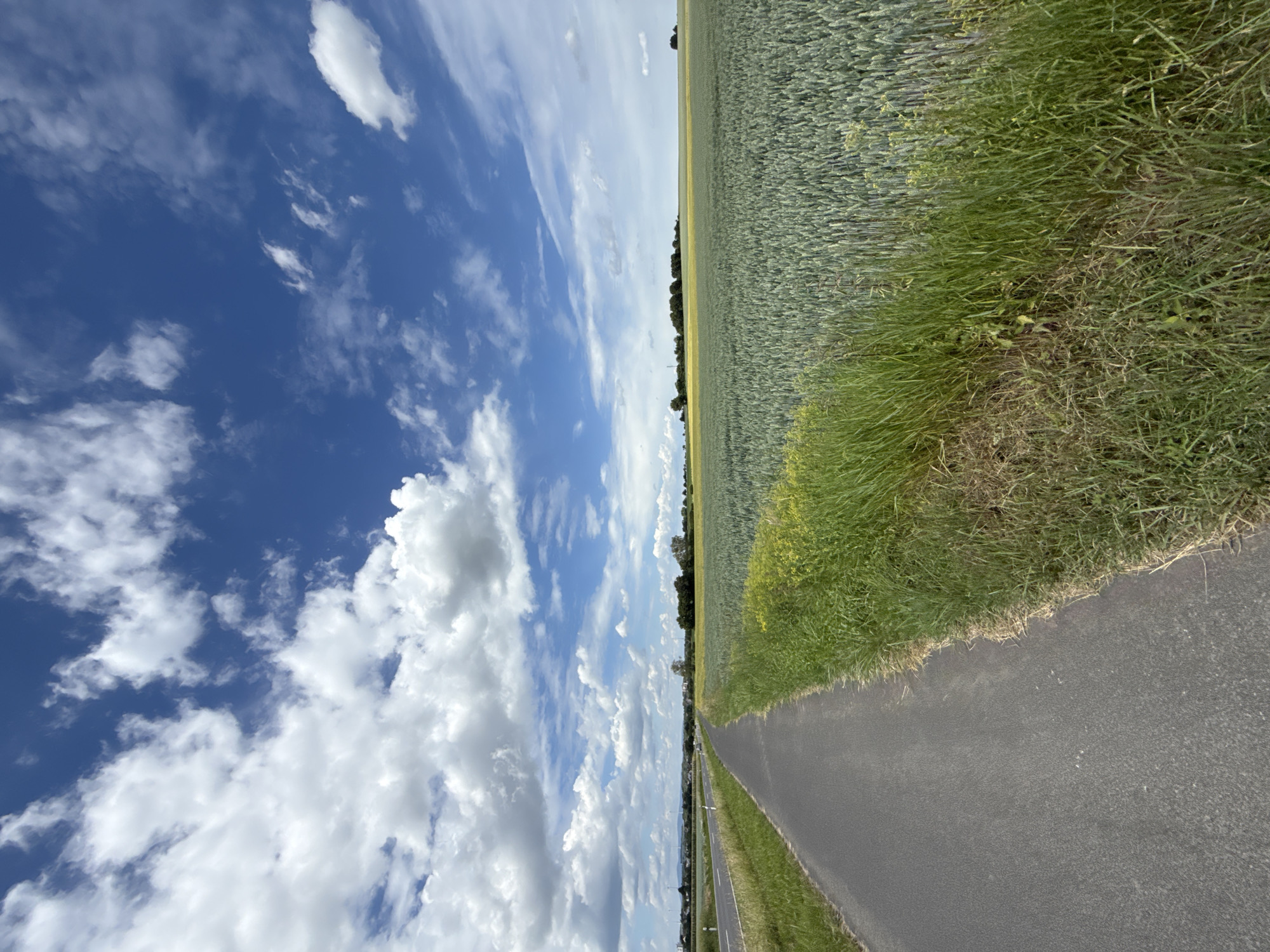 The image depicts an expansive rural landscape in Bruchköbel, Germany, under a bright, partially cloudy daytime sky. A narrow asphalt path, possibly a bike or farm road, extends from the foreground and curves gently towards the left, receding into the middle distance. To the immediate left of this path, a strip of green grass separates it from a wider paved road, along which white reflective road markers are visible. In the far distance on the left, a settlement or town with indistinct structures can be observed.
To the right of the asphalt path, a vibrant strip of tall green grass and scattered yellow wildflowers lines the edge, bordering a vast agricultural field. This field, primarily composed of a light green crop (consistent with young wheat or similar grain), stretches across the midground and into the distant horizon. A distinct area of yellowish crop, likely rapeseed, is visible further back within the same field. A dense line of trees and bushes forms a dark green band across the mid-horizon, separating the fields from the distant sky.
The sky occupies the upper portion of the frame, showcasing a deep blue hue interspersed with numerous white cumulus clouds of varying sizes and densities. The lighting suggests a clear, bright day with dynamic cloud cover. No people, vehicles (beyond what might be implied by the distant road), or specific actions or interactions are discernible within the frame.