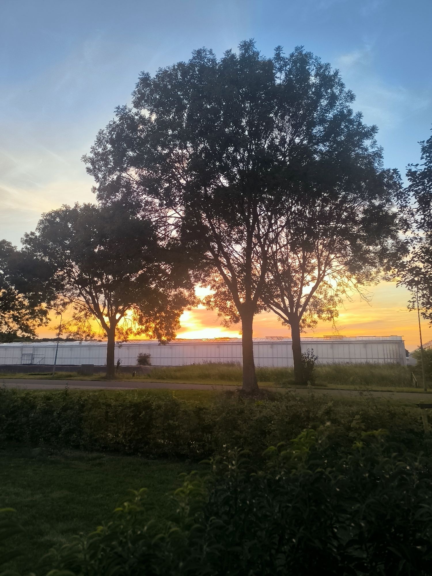 In Almere, Netherlands, the image captures a sunset over a greenhouse facility. Three silhouetted trees stand in the foreground against a sky ablaze with orange and yellow hues. The long, white structure of the greenhouse spans the middle ground, bordered by a road and a grassy verge. The foreground features a lush green lawn and dense shrubbery. The scene is tranquil and devoid of any human presence.