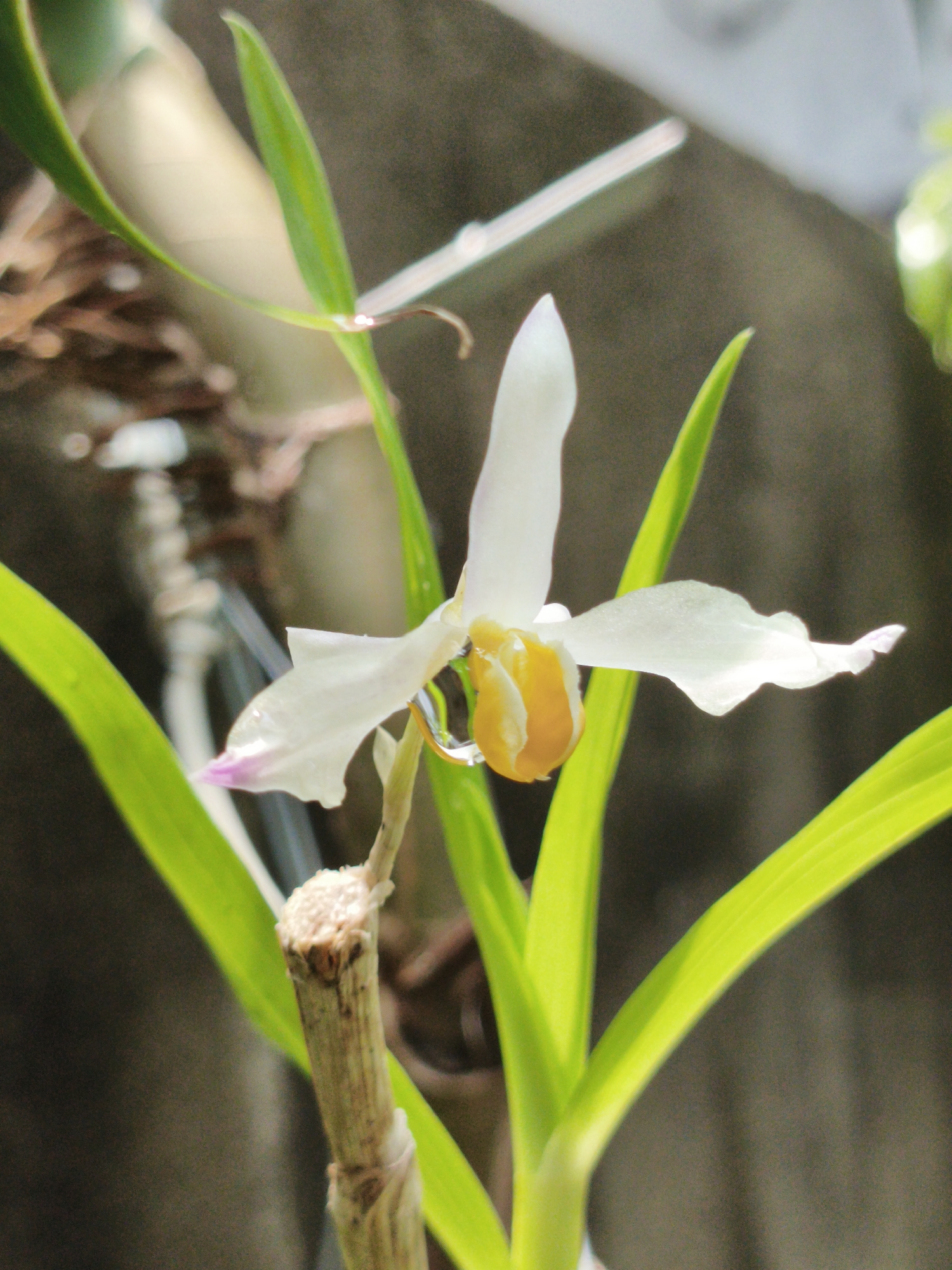 A close-up shot of a white and yellow orchid flower in bloom. The flower has a prominent yellow center, surrounded by four petals, three of which are predominantly white with a hint of pink on the edges. A water droplet clings to the base of one petal. The flower is attached to a thin, brown, cut stem. Several long, thin, bright green leaves surround the flower and stem. The background appears to be a blurred gray wall, possibly a building exterior. Some other branches and greenery are visible in the background. The image was taken in the city of Bangkok, Thailand.