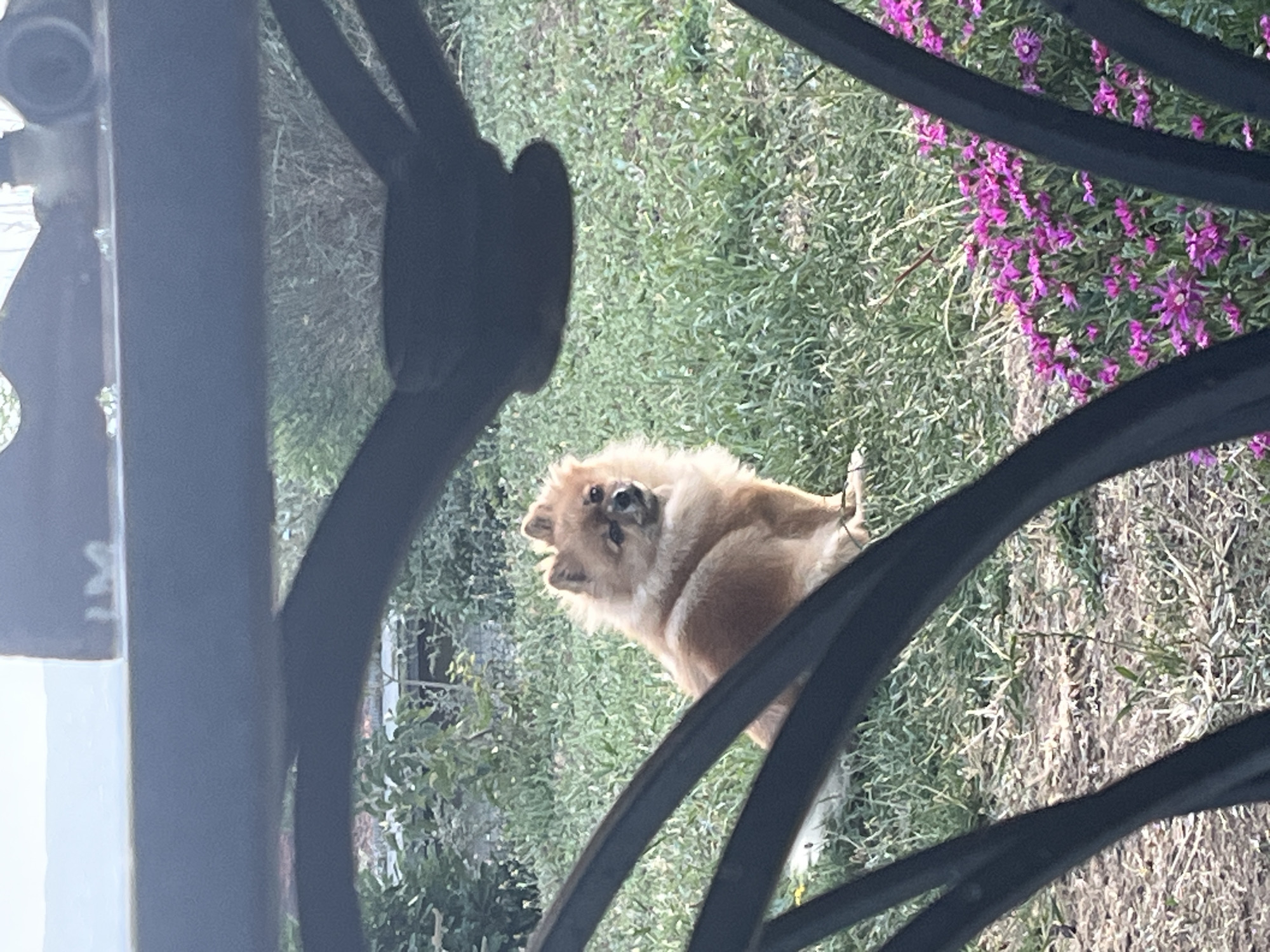 A Pomeranian dog is sitting on grass in front of pink flowers, with dark metal bars in the foreground. The dog is facing to the left with its head turned towards the camera. The background shows more grass, some trees, and a blurry structure in the distance. The image was taken in Chambœuf, France.