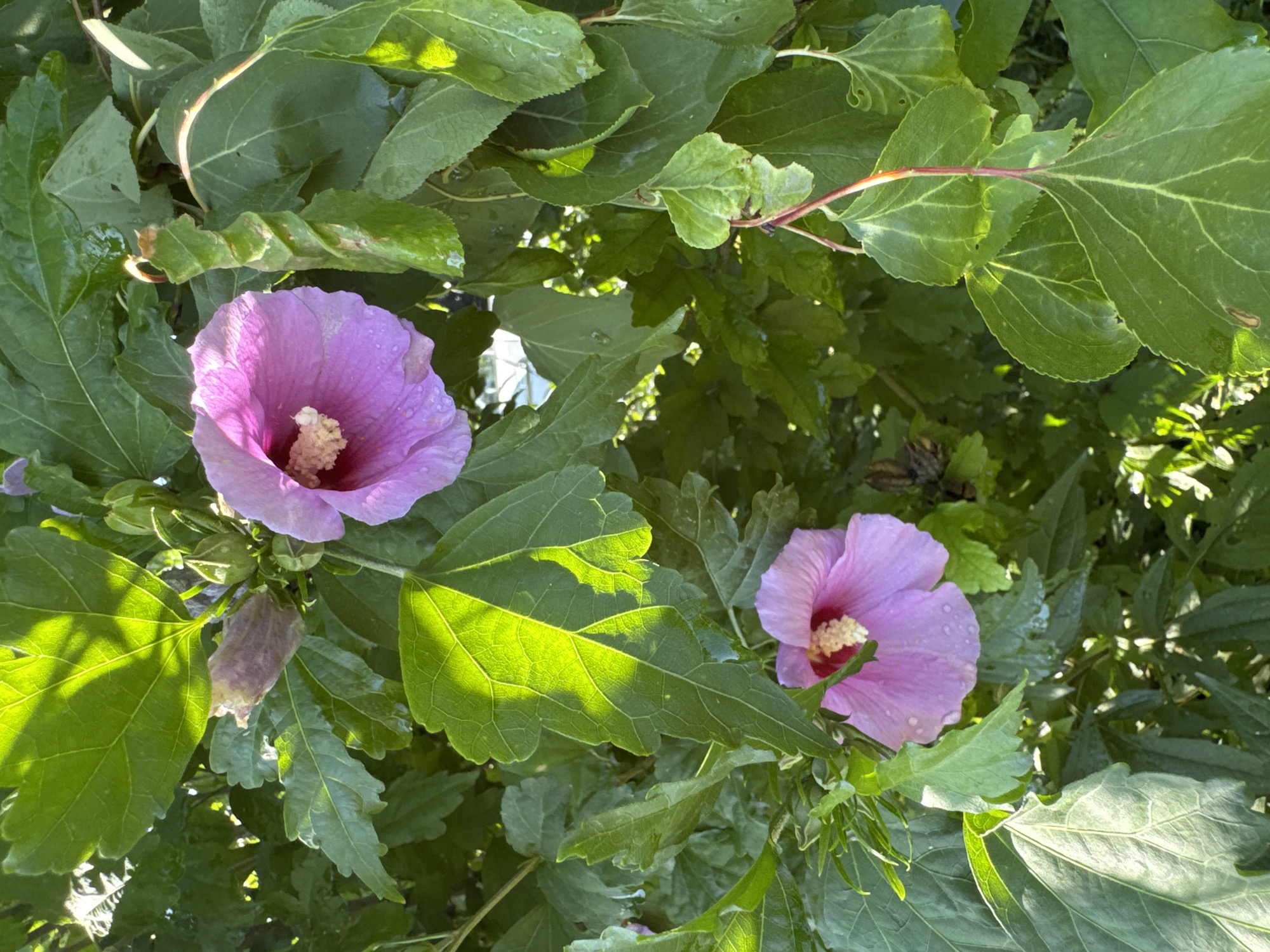 The image depicts a close-up view of pink hibiscus flowers and green foliage. Sunlight filters through the leaves, creating dappled patterns. Several hibiscus flowers are in bloom, showcasing their delicate petals and yellow stamens. One flower is partially obscured by leaves, while another is fully visible. The leaves are lush and vibrant green, with some showing signs of water droplets. The image appears to be taken outdoors, likely in a garden or park setting within the city of Rassvet, Kazakhstan, surrounded by dense vegetation. No people or specific man-made structures are clearly identifiable in the scene.