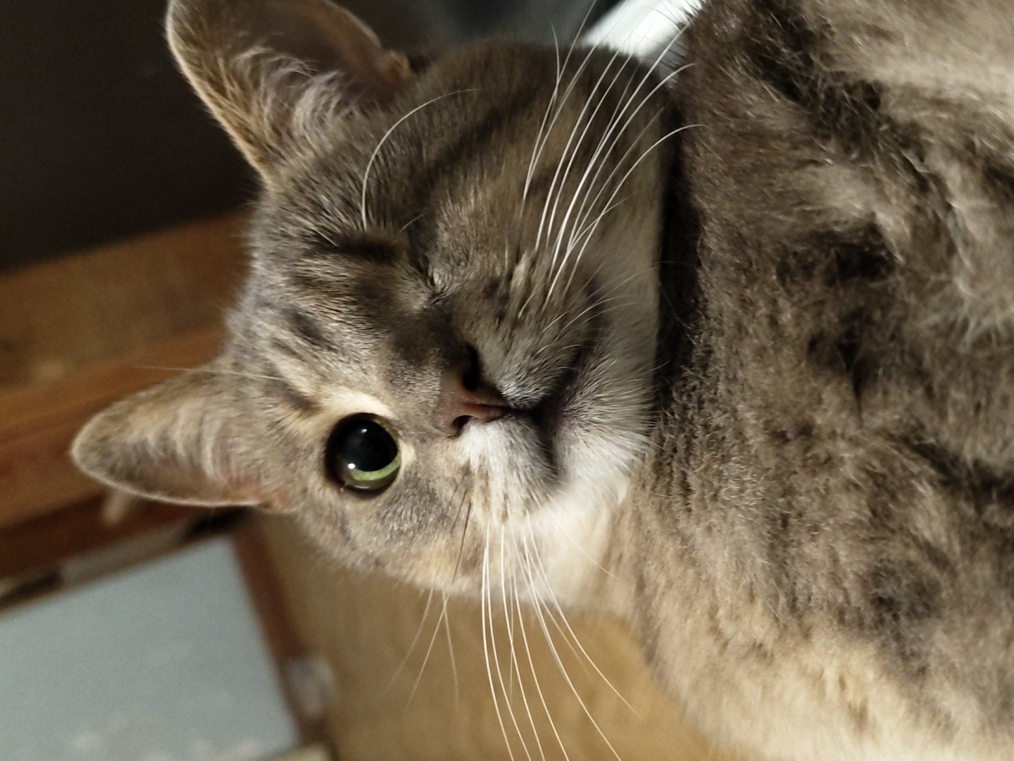 A close-up, eye-level shot shows a tabby cat with gray and brown fur. The cat is looking directly at the camera, with its left eye wide open and its right eye partially closed, giving the impression of a wink. The cat's nose is a dark pinkish-brown, and its whiskers are long and white. The background is blurred, with hints of wooden textures and a pale blue wall, suggesting an indoor setting. The lighting appears to be from the right, casting a slight shadow on the left side of the cat's face.