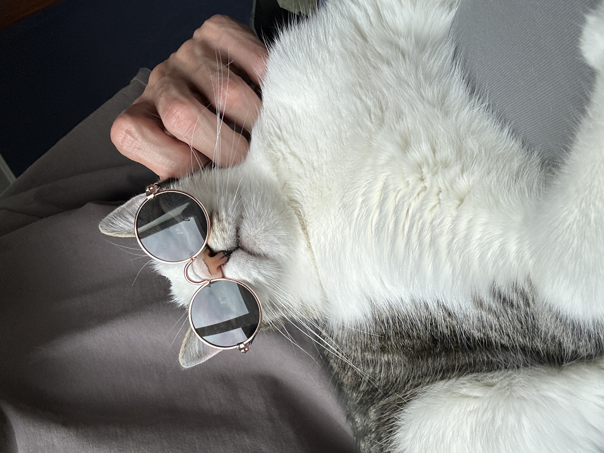 A cat wearing round, rose-gold sunglasses is reclining, seemingly asleep, on a gray surface, possibly a lap or cushion. A human hand is positioned near the cat's head, with fingers gently touching its fur. The cat is mostly white with some gray patches.