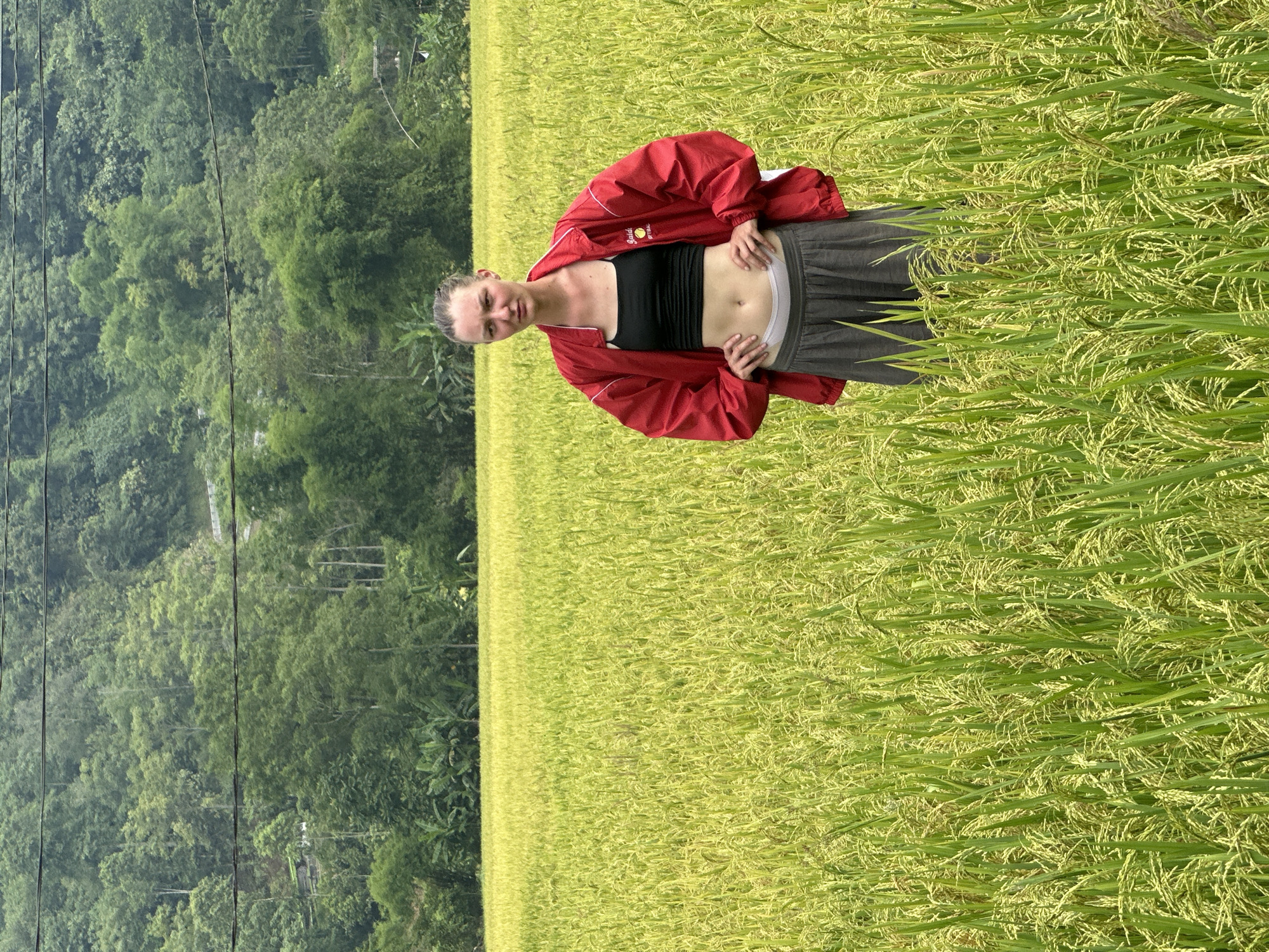 The image features a young woman posing confidently in a lush, green-yellow rice field, likely in Ngọc Đường Commune, Vietnam, as suggested by the context. She stands upright, facing the camera with a neutral to slightly contemplative expression, her hair pulled back.
She is dressed in a black crop top, exposing her midriff, and a bright red track jacket. The jacket has white accents and a partially visible logo on the left chest area, which appears to include the word "Raiders" and possibly a baseball or softball graphic. She wears gray athletic or sweatpants, and her hands are casually placed on her hips.
The rice field dominates the foreground and midground, filled with mature, yellowish-green rice plants. In the background, a dense expanse of tropical forest covers rolling hills or mountains, creating a verdant backdrop. Several dark, thin lines, resembling utility or power lines, traverse horizontally across the upper portion of the forested landscape. The scene is illuminated by natural daylight, indicating clear weather. The overall setting captures a harmonious blend of cultivated agricultural land and untamed natural beauty, characteristic of rural Vietnamese landscapes.