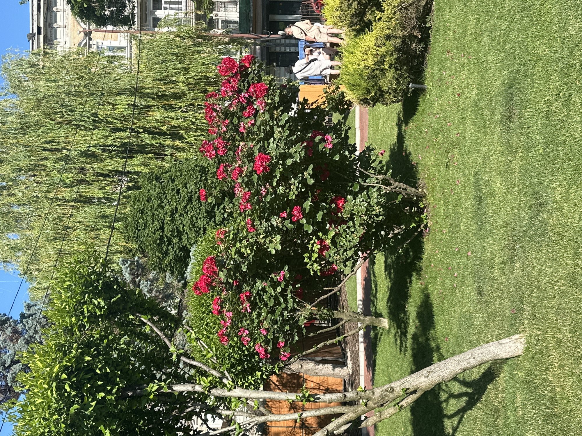 This image captures a vibrant outdoor scene, likely a garden or park, under bright daylight. The main subject is a large rose bush bursting with numerous red flowers, positioned prominently in the midground. Surrounding it are various types of lush green foliage, including dense shrubs, taller trees with light green leaves (possibly a weeping willow on the left), and a blue-green conifer.
In the background, two people are visible in what appears to be a recreational area. One individual, dressed in light-colored shorts and a shirt, is standing or leaning near a blue object, possibly a cart or cooler. Another person is partially visible, seated behind a brown wooden structure that could be a table or low fence. Behind them, a multi-story building with a light-colored facade, numerous windows, and balconies is discernable. Power lines stretch across the upper left portion of the image, crossing through the branches of a large tree.
The foreground features a well-maintained green lawn, neatly edged by a narrow brick pathway on the right side. Strong sunlight suggests it's daytime, casting distinct, long shadows from the trees and shrubs across the grass. A light-colored tree trunk or branch extends into the bottom right of the frame, also casting a shadow. The sky in the upper left corner is clear and blue. No discernible text or specific location cues are visible.