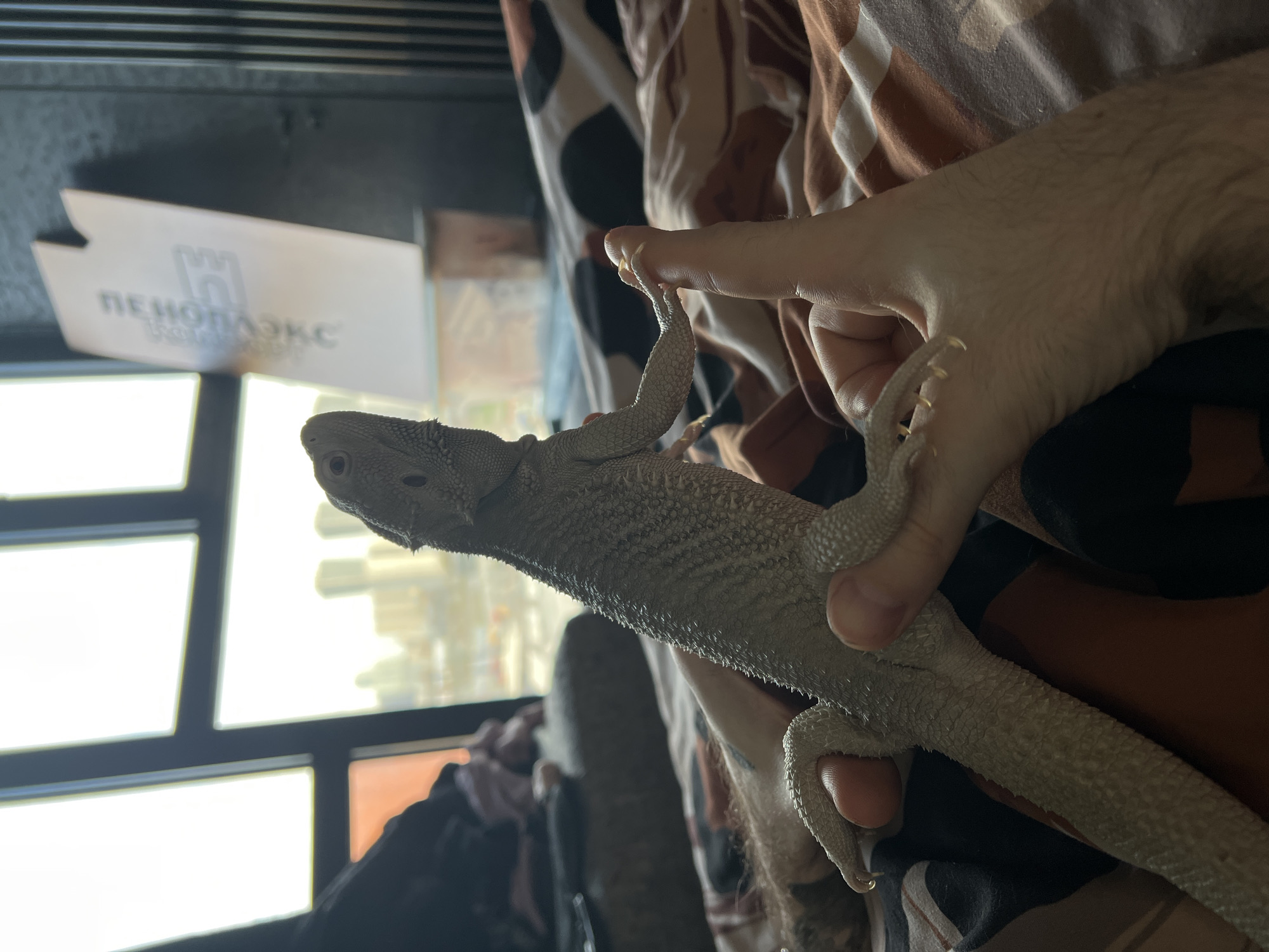 A pale-colored bearded dragon is being held in a person's hand. The person is wearing a brown patterned shirt. In the background, a window is visible with a sign that says "Пеноплэкс" (Penoplex), indicating the location is likely in Russia. Based on the sign, a possible location could be Khimki, Russia, where Penoplex has manufacturing facilities.