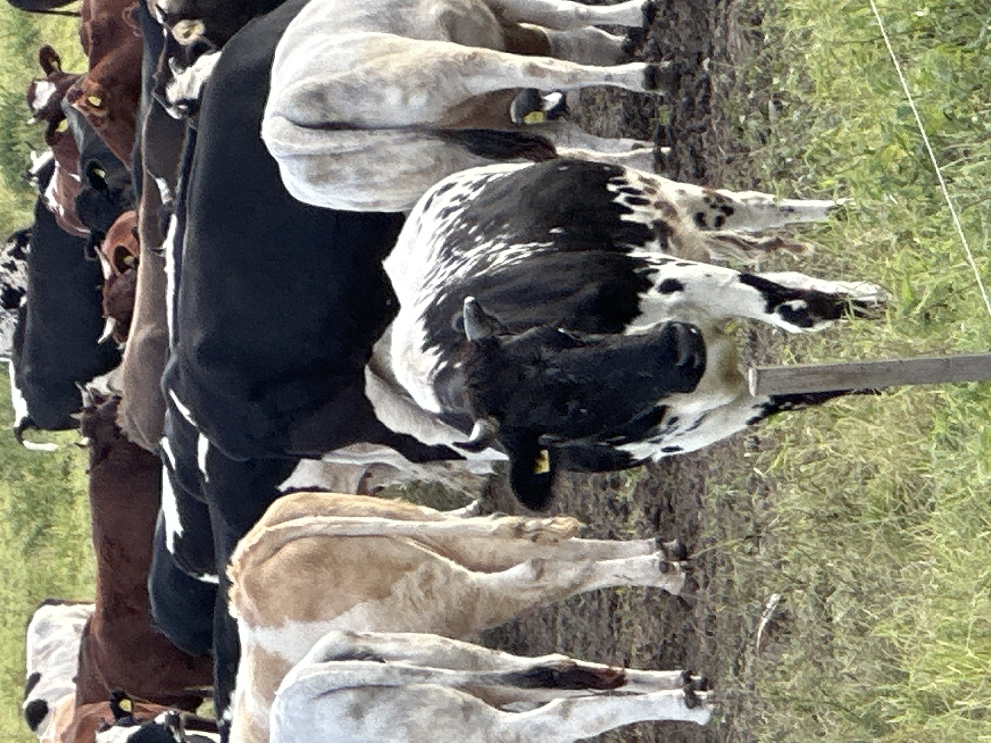 A herd of cattle, predominantly black and white Holsteins and some brown cows, are gathered in a grassy field. Several cows are facing away from the camera, with their hindquarters visible. One black and white cow in the foreground is facing the camera and appears to be grazing. The ground is a mix of dirt and grass. In the background, more cows are visible, some partially obscured. The overall environment suggests a rural or agricultural setting. The image was taken in the city of Dubrovitsy, Russia, which is known for its agricultural activities and the historical Dubrovitsy estate.