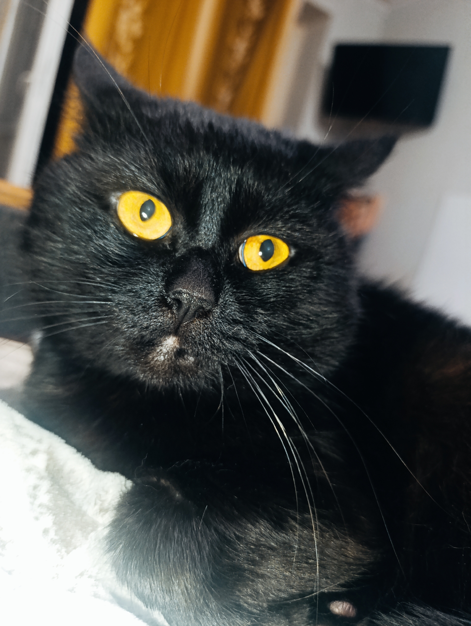 A close-up, eye-level shot captures a black cat with striking yellow eyes, its face filling the frame. The cat is resting on a white, textured surface, likely a blanket or soft furniture. Its fur is dense and appears well-groomed. The background is softly blurred, featuring warm tones of yellow and orange, possibly from curtains or a wall, with a dark rectangular object visible in the upper right corner, which could be a television or a framed picture. The lighting is direct, creating highlights on the cat's fur and eyes. The image does not contain any identifiable features related to the city of Zlatopil, Ukraine.
