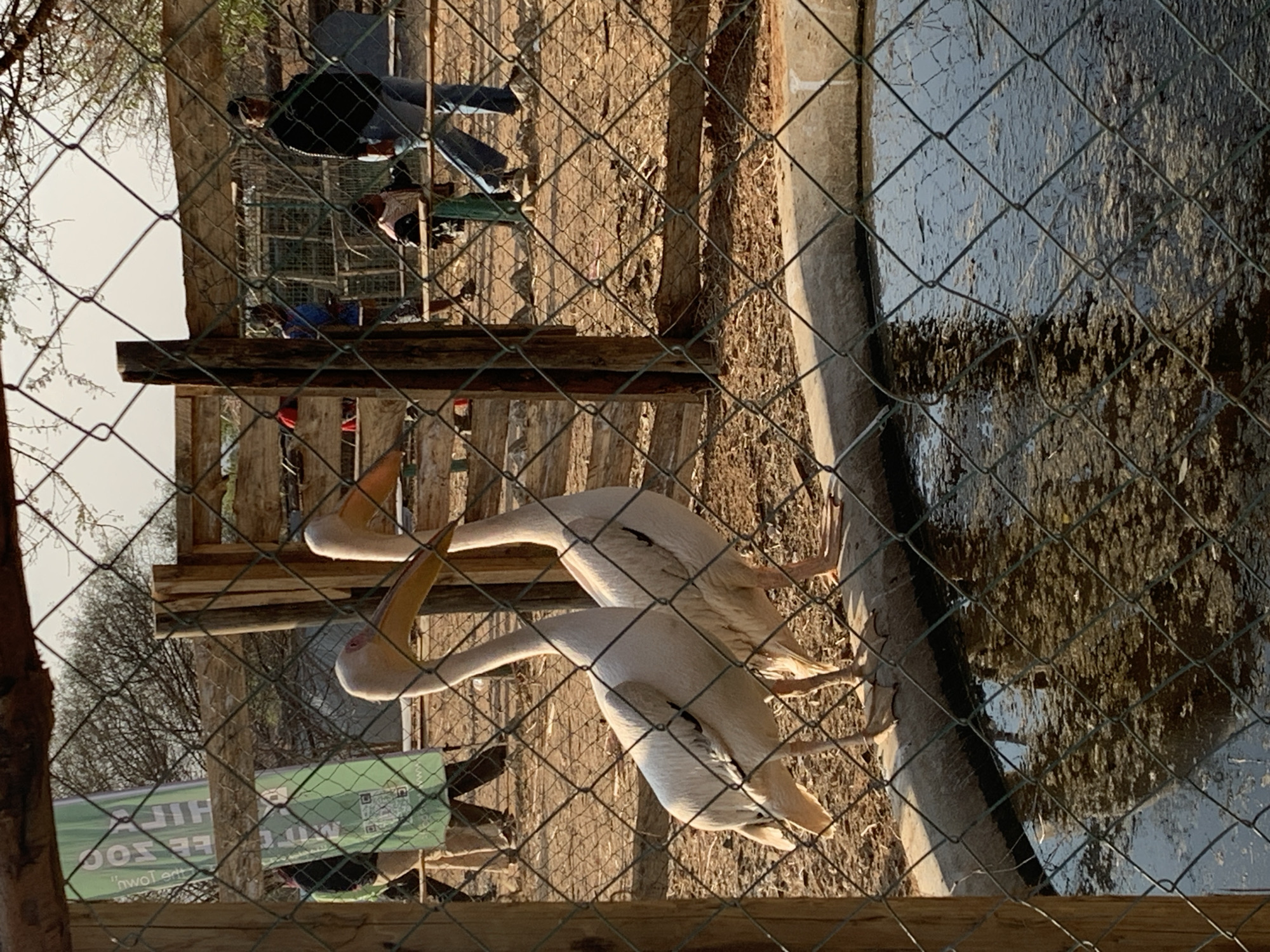 The image shows an outdoor enclosure with a wire fence in the foreground. Inside the enclosure, two pelicans are standing on a concrete edge near a body of murky water. The pelicans are predominantly white with pinkish heads and orange beaks. In the background, several people are visible, some walking and some standing. A tall green banner with text and a QR code is also present. The environment appears to be dry and dusty, with sparse vegetation and wooden structures in the background, suggesting a facility that houses animals, possibly in or near Dodoma, Tanzania. The lighting suggests it is daytime, with the sun casting shadows.