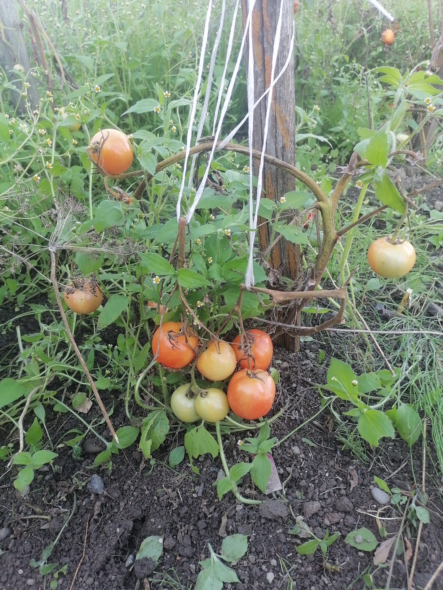A close-up, slightly elevated shot shows a tomato plant in a garden with a wooden post and white string support system. Several tomatoes are visible, some ripe and orange, others green and unripe. The plant is surrounded by green foliage and small white flowers, with dark soil visible at the bottom of the frame. The scene appears to be outdoors in a natural setting, possibly in the city of Novopokrovka, Russia, judging by the image description context. There are no people or animals present.