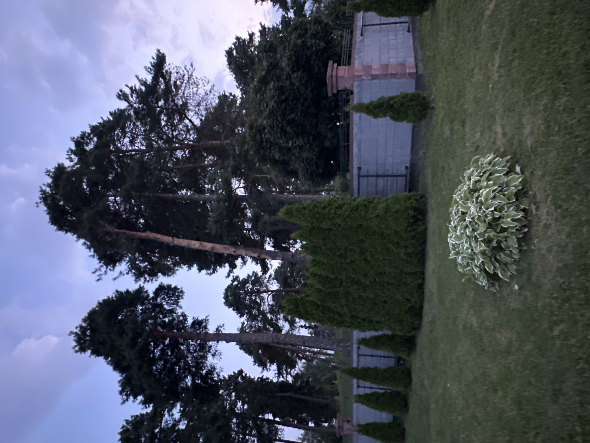 In an outdoor setting, tall evergreen trees dominate the background under a dusky sky with scattered clouds. A wall constructed of grey cinder blocks and topped with brick pilasters runs horizontally across the middle ground. In front of the wall, a line of dark green evergreen shrubs forms a hedge, with several smaller, conical evergreen trees spaced in front of it. The foreground consists of a well-maintained green lawn with a cluster of variegated hosta plants in the lower right quadrant. The scene appears to be a residential property or park.