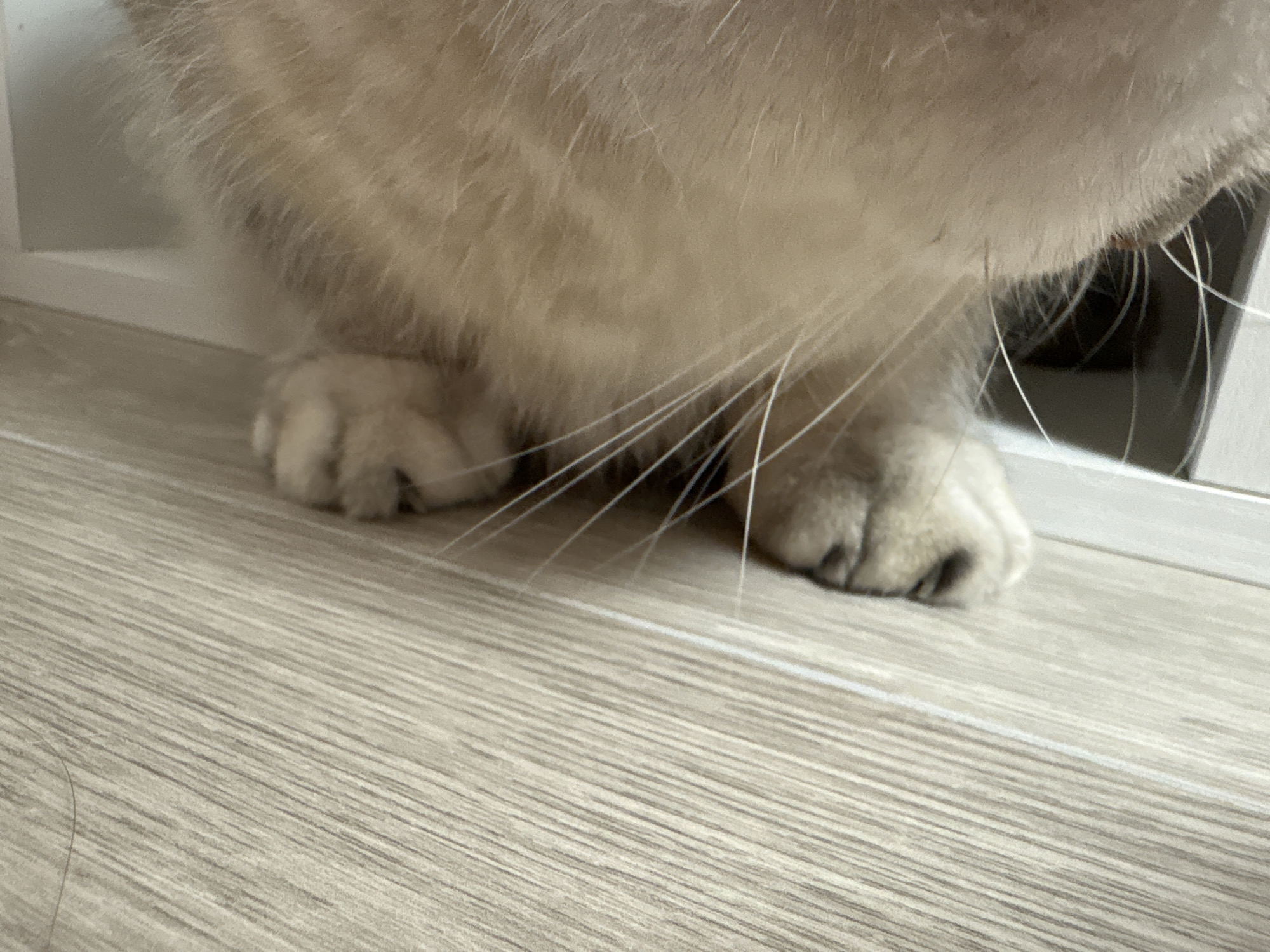 This image shows the paws of a cat resting on a light-colored wooden floor. The cat's fur is light brown and appears fluffy. The background is blurred, but suggests an indoor environment, possibly a room in a residential building in the city of Засечное, Russia. There are no people or other animals visible in the frame. The focus is on the cat's paws and the texture of the floor.