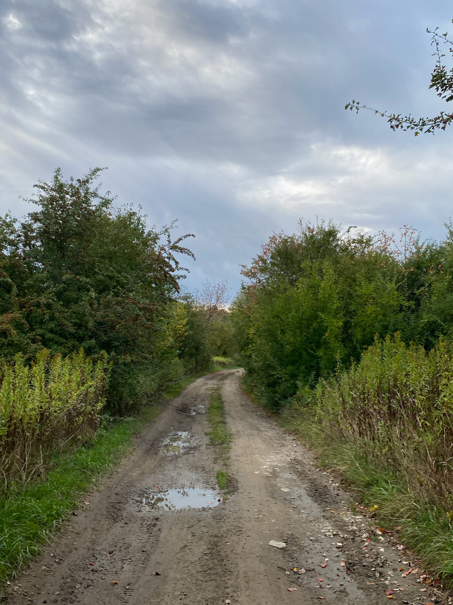 The image depicts a dirt road winding through a natural environment, likely a park or rural area, under a cloudy sky. The road is wet and contains several puddles, indicating recent rainfall. Lush green vegetation lines both sides of the road, with trees and bushes forming a dense canopy in some areas. The trees show signs of autumn with some leaves displaying red and yellow hues. The scene appears to be from Stary Sącz, Poland, given the context provided. There are no people or animals visible in the image. The overall impression is one of a serene, natural landscape after a period of rain.