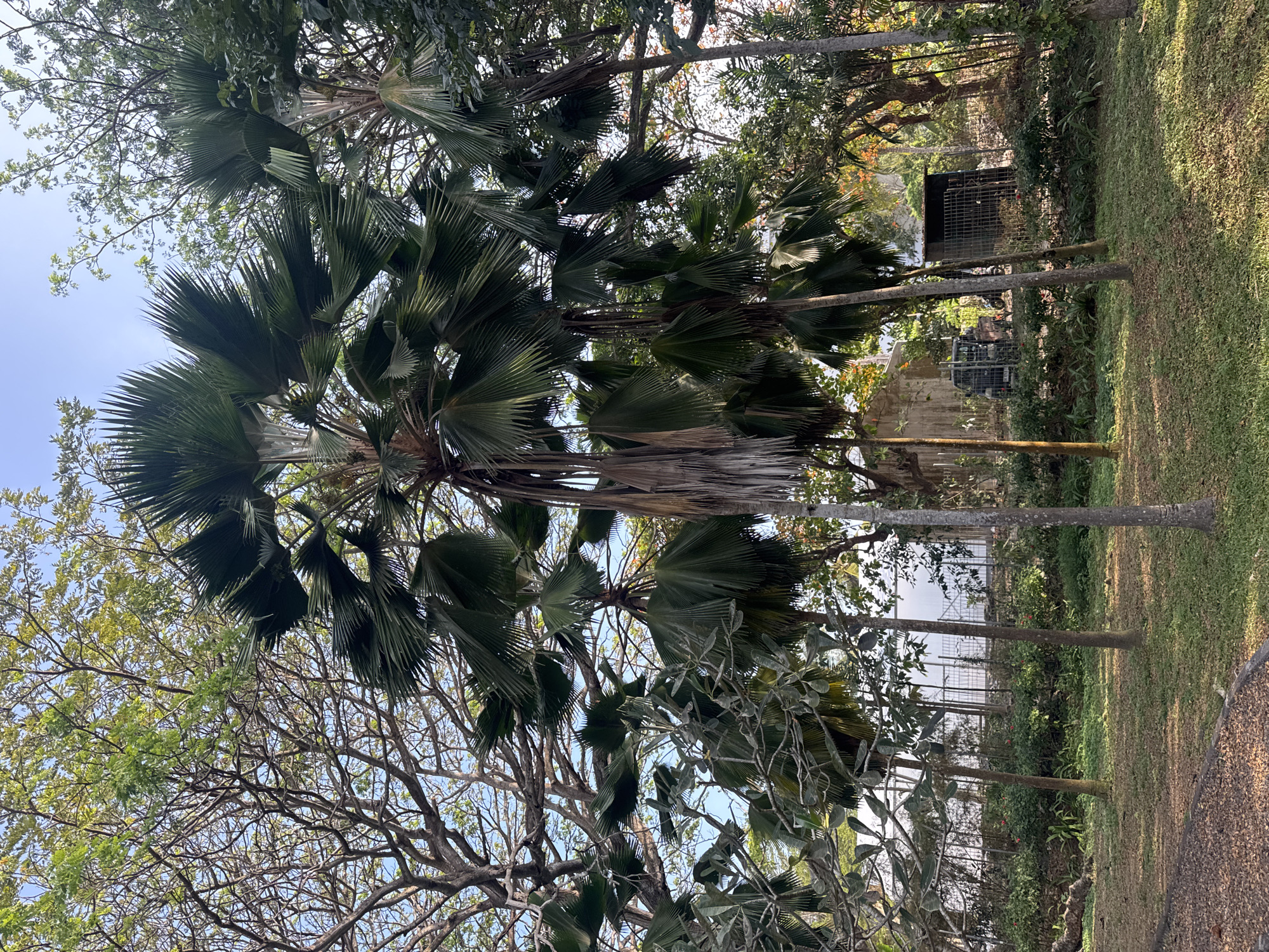 This is a medium shot, taken from a ground-level perspective, of a park area in Kuta Selatan, Indonesia. The foreground is dominated by a grassy area covered in fallen leaves, with several slender palm trees scattered throughout. Behind the palm trees, there is a fence line separating the park from a more developed area. Beyond the fence, a building, a pickup truck, and what appears to be a small shed are visible. The background features lush green foliage and the branches of larger trees, with a clear blue sky overhead. The lighting suggests it is daytime, with sunlight filtering through the leaves.
