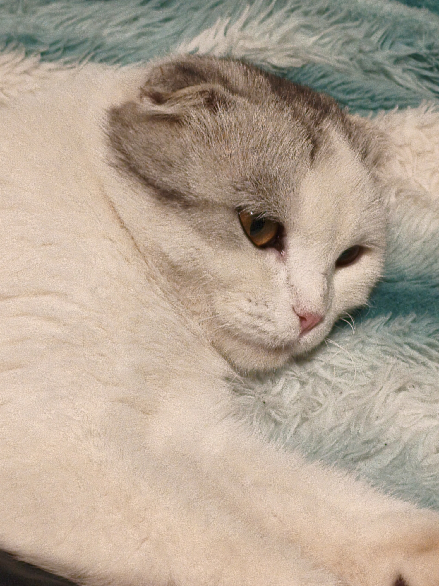 A Scottish Fold cat lies on a fuzzy, teal and cream-colored blanket. The cat is mostly white with grey markings on its head and ears. Its eyes are amber, and its nose is pink. The cat appears to be resting or sleeping. The scene is a close-up shot of the cat, with no background visible beyond the blanket. The image is static and depicts a domestic setting. There is no indication of the city of Orenburg, Russia, or any other specific location.