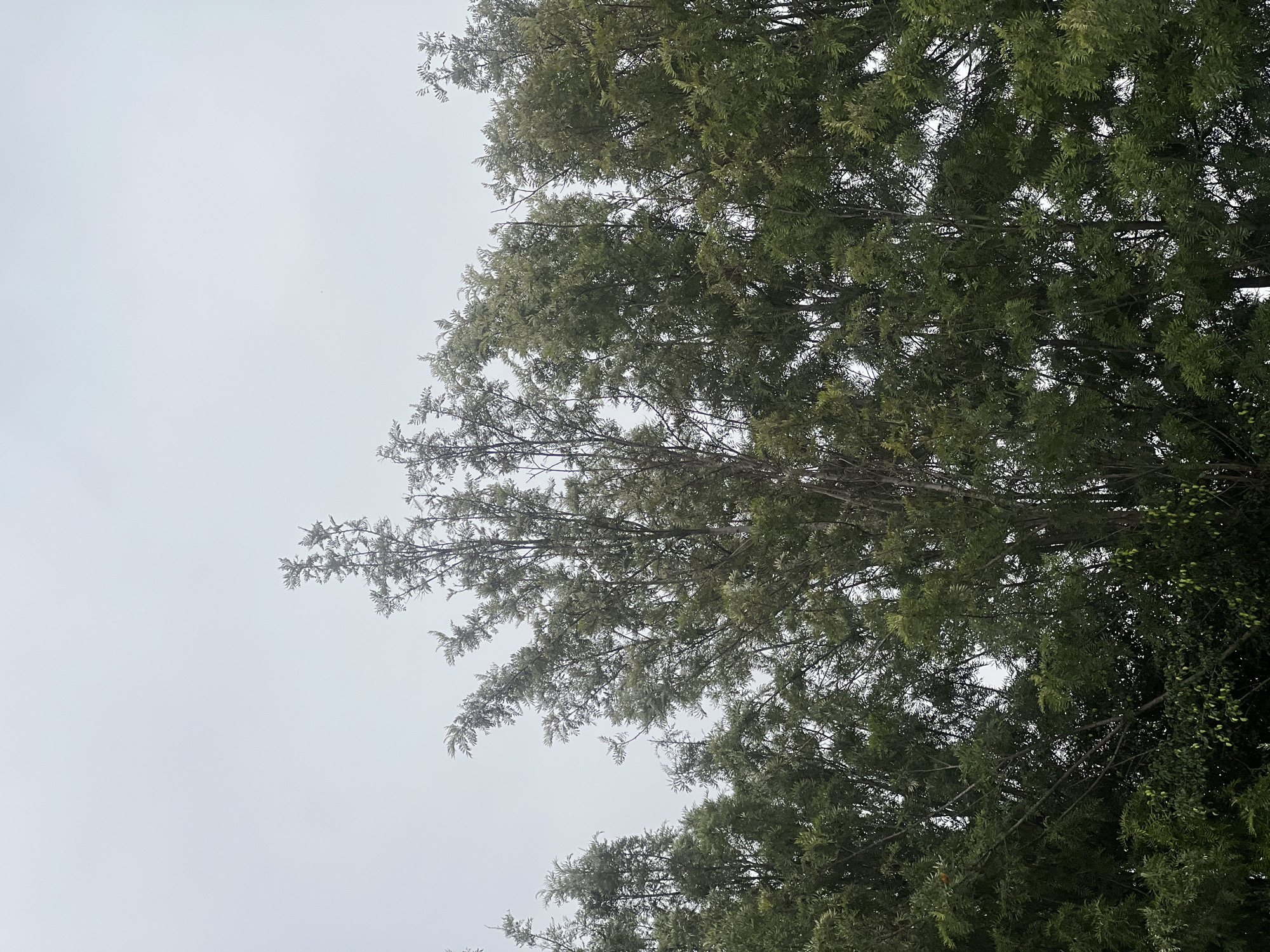 The image displays a dense canopy of trees against an overcast, light grey sky, observed from a low-angle perspective, likely within the city of Casablanca, Morocco. The trees feature abundant dark green foliage, with individual leaves appearing small and elongated. Numerous slender branches and trunks are visible interwoven within the leafy mass. The upper section of the image shows a clear expanse of the muted grey sky, while patches of sky are also visible through gaps in the tree canopy further down. The overall lighting is soft and diffused, characteristic of an overcast day. There are no discernible people, animals, man-made structures, or specific actions depicted. The scene focuses solely on the natural elements of the trees and sky.