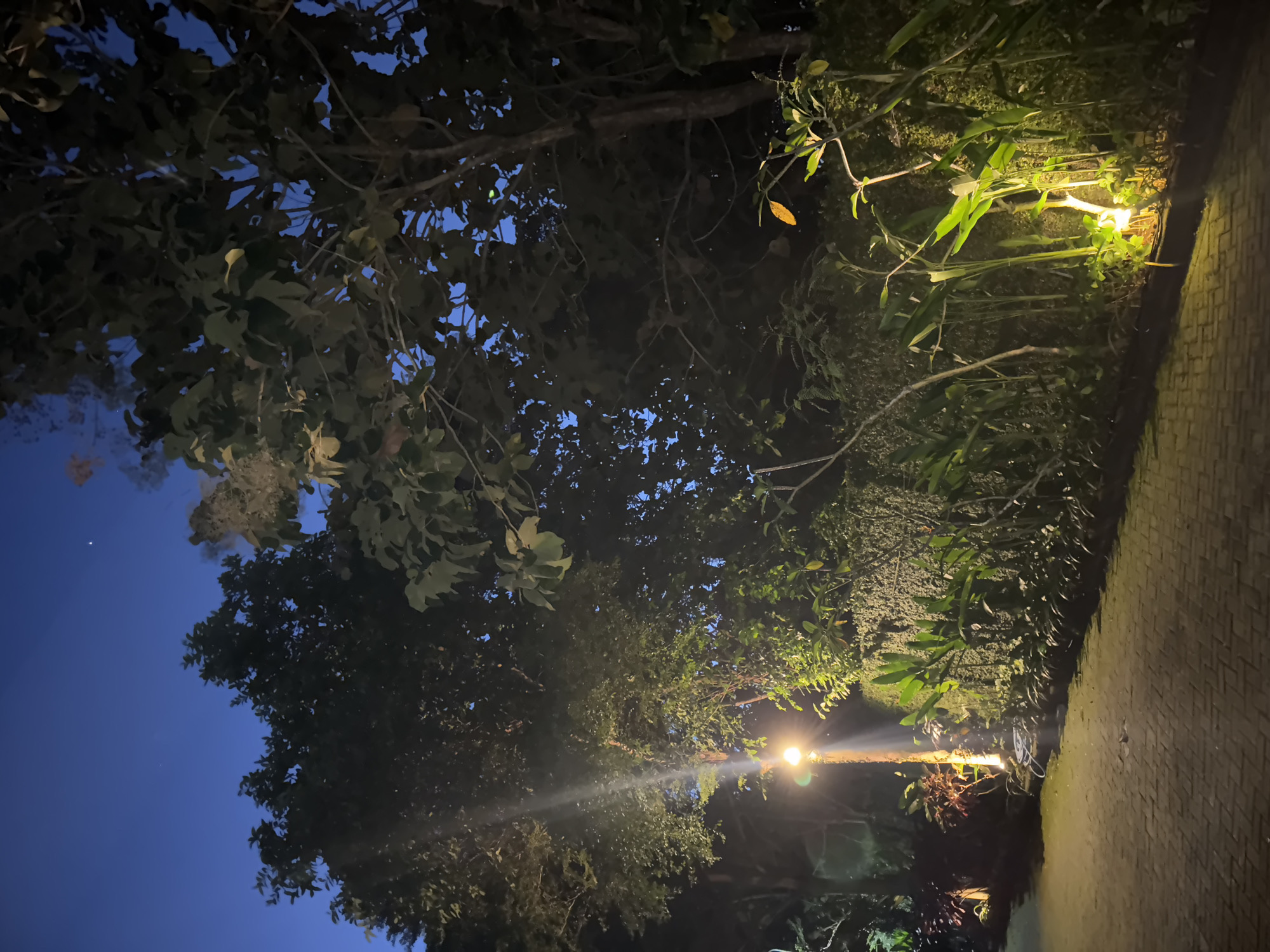 The image depicts an outdoor scene in Kuta Selatan, Indonesia, likely at dusk or night. A dark blue sky is partially visible through the leaves of several trees. The trees occupy most of the frame, with their branches and foliage obscuring much of the background. Two light sources illuminate the scene. One light is located higher up, appearing as a bright glow through the branches. The other light source is closer to the ground, possibly illuminating a pathway paved with bricks. The ground vegetation is dense and obscures the view.